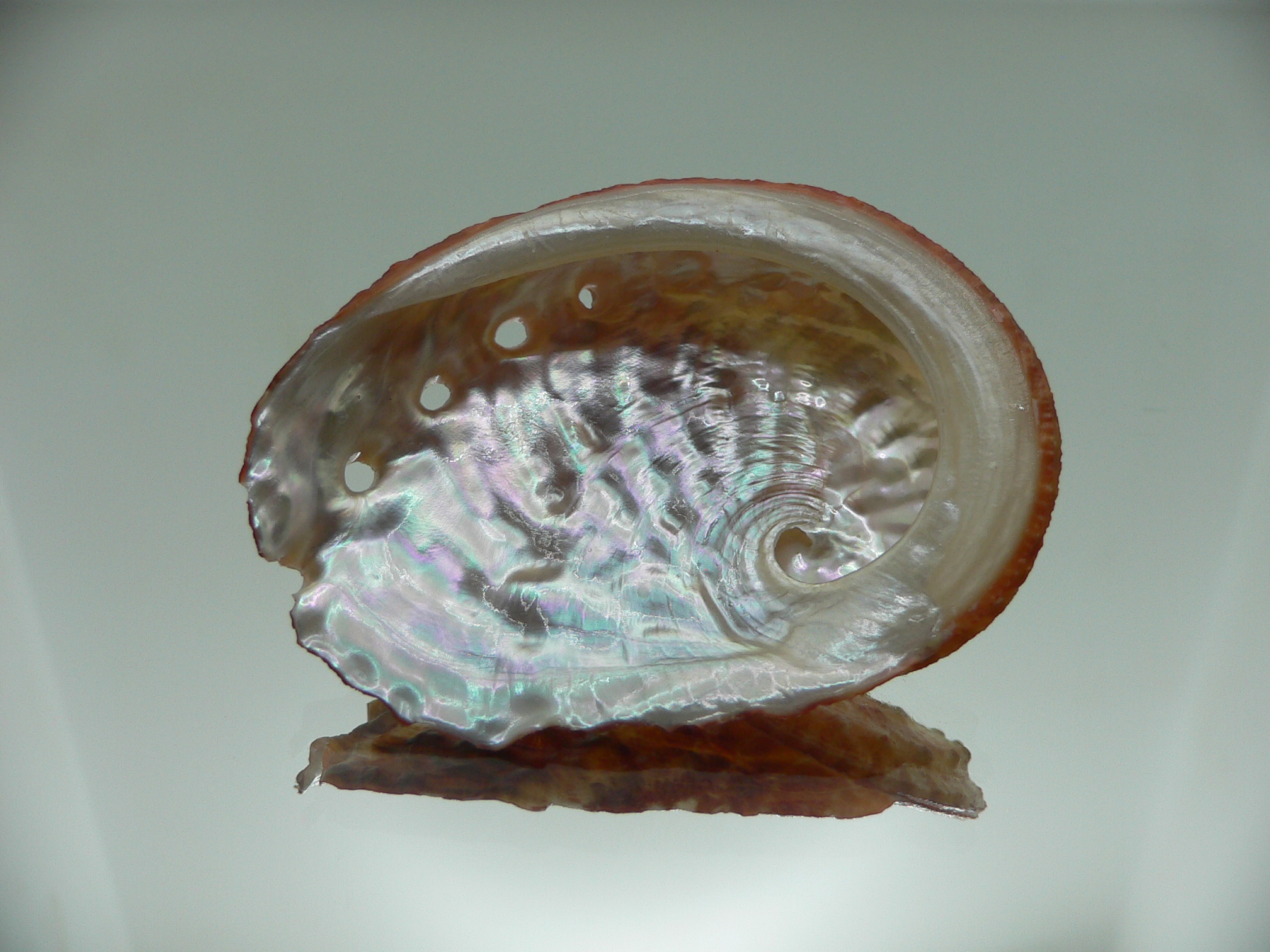 Haliotis ovina ovina RED