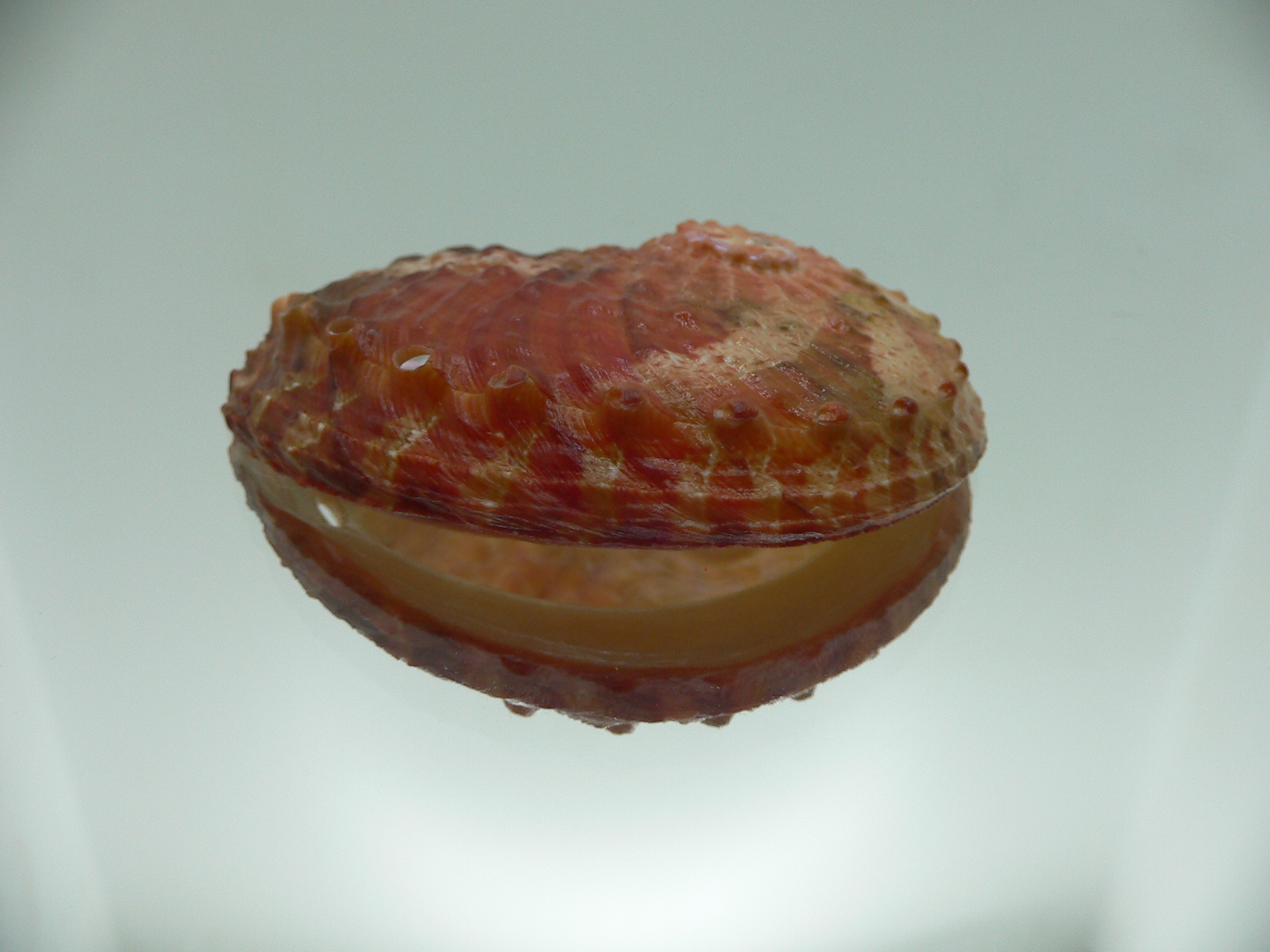 Haliotis ovina ovina RED