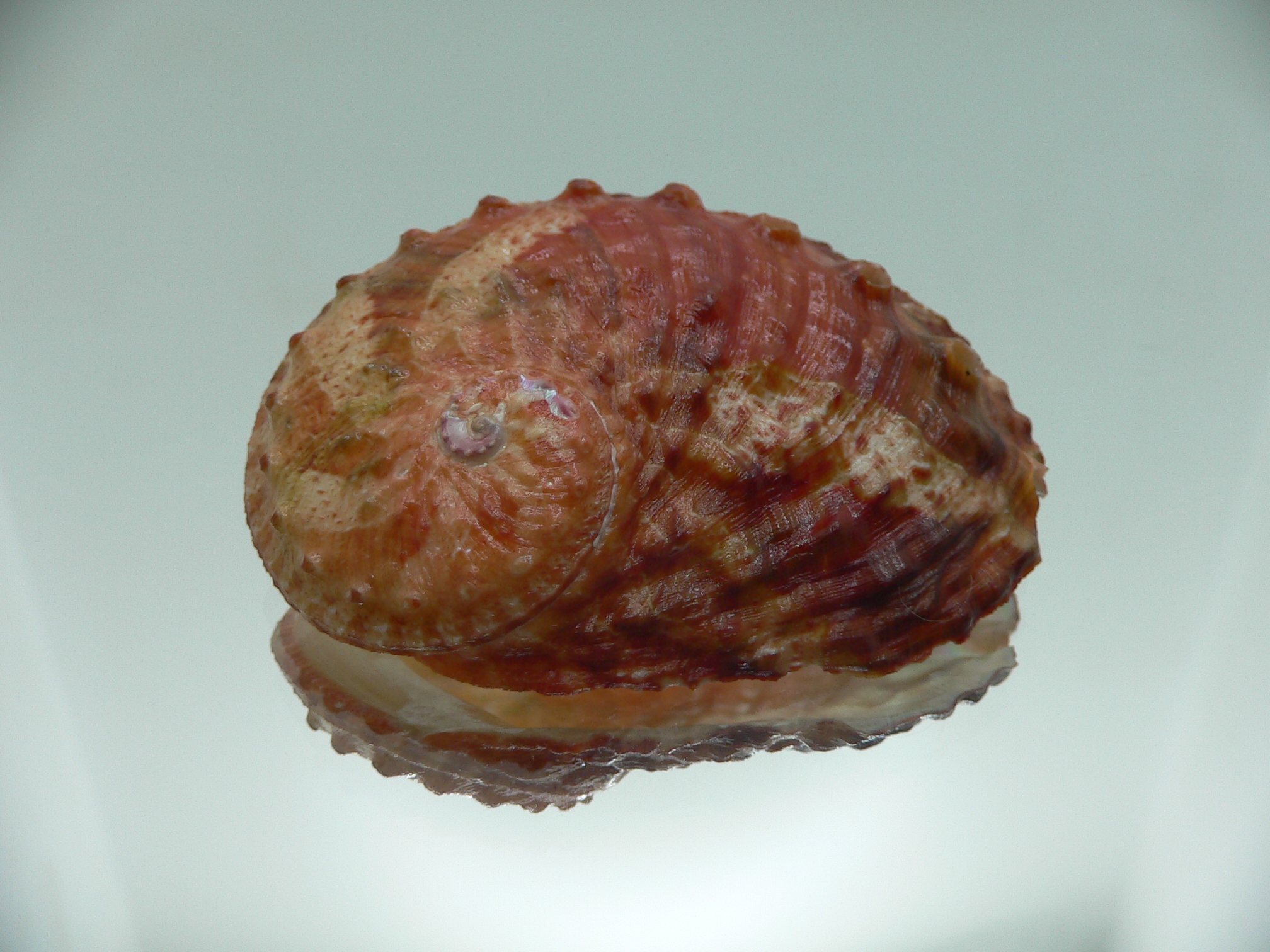 Haliotis ovina ovina RED