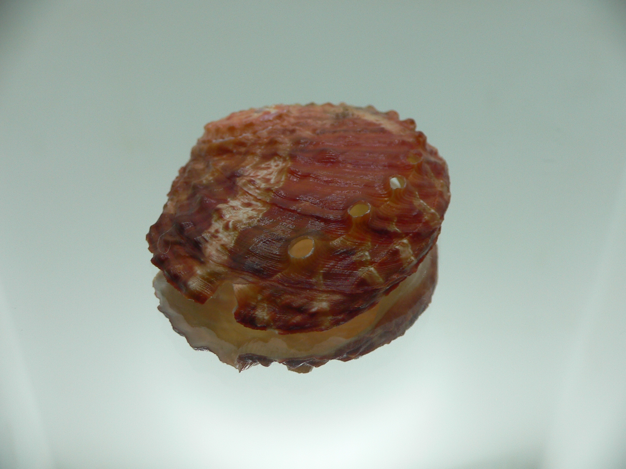 Haliotis ovina ovina RED