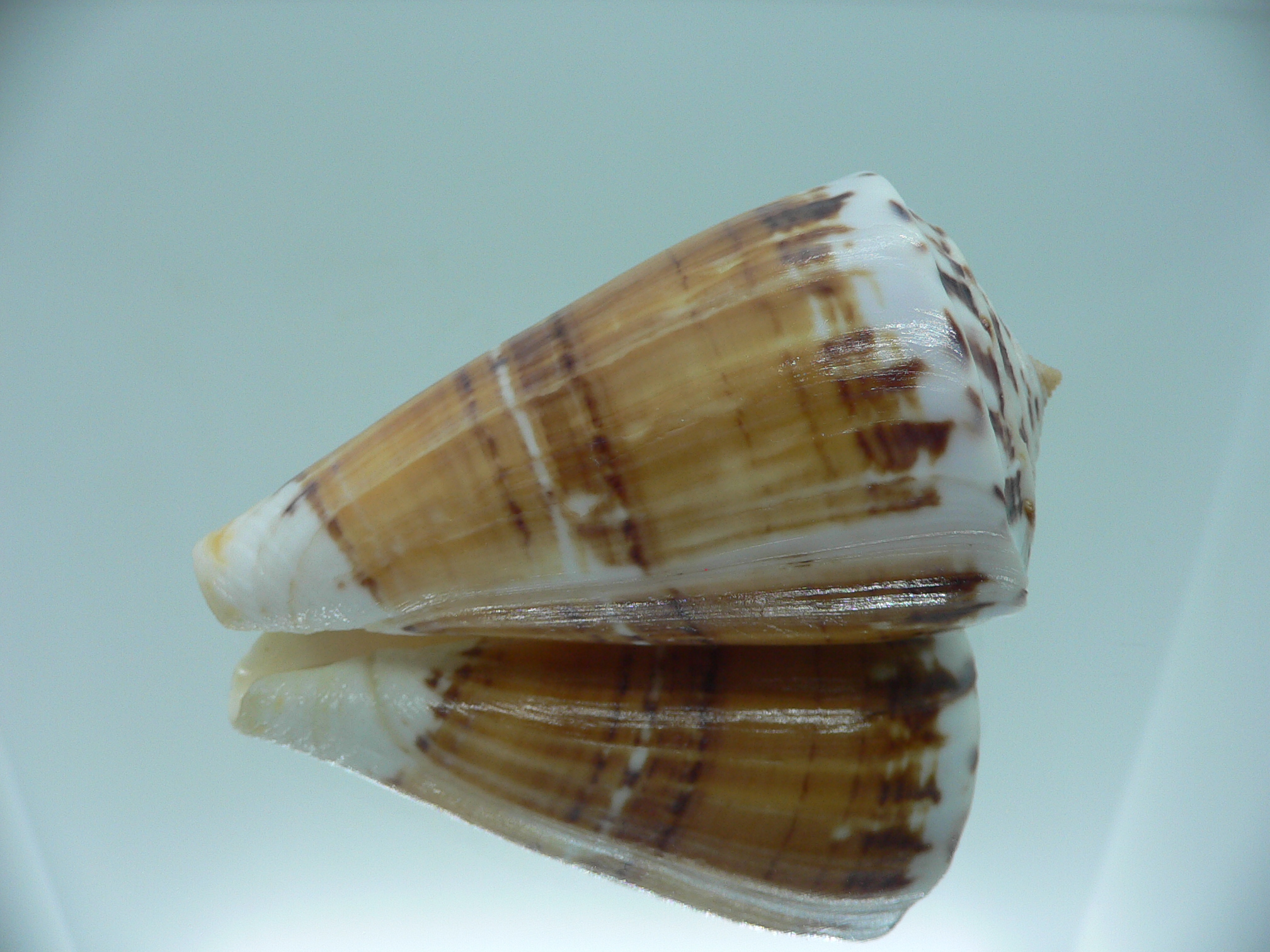 Conus malacanus GIANT