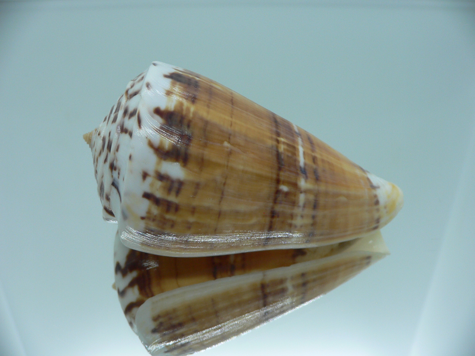 Conus malacanus GIANT