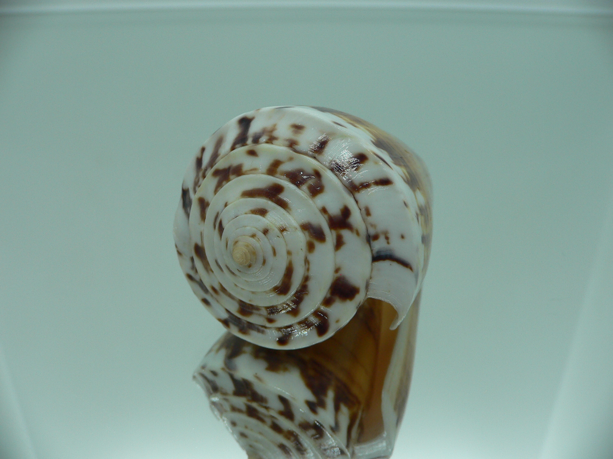 Conus malacanus GIANT