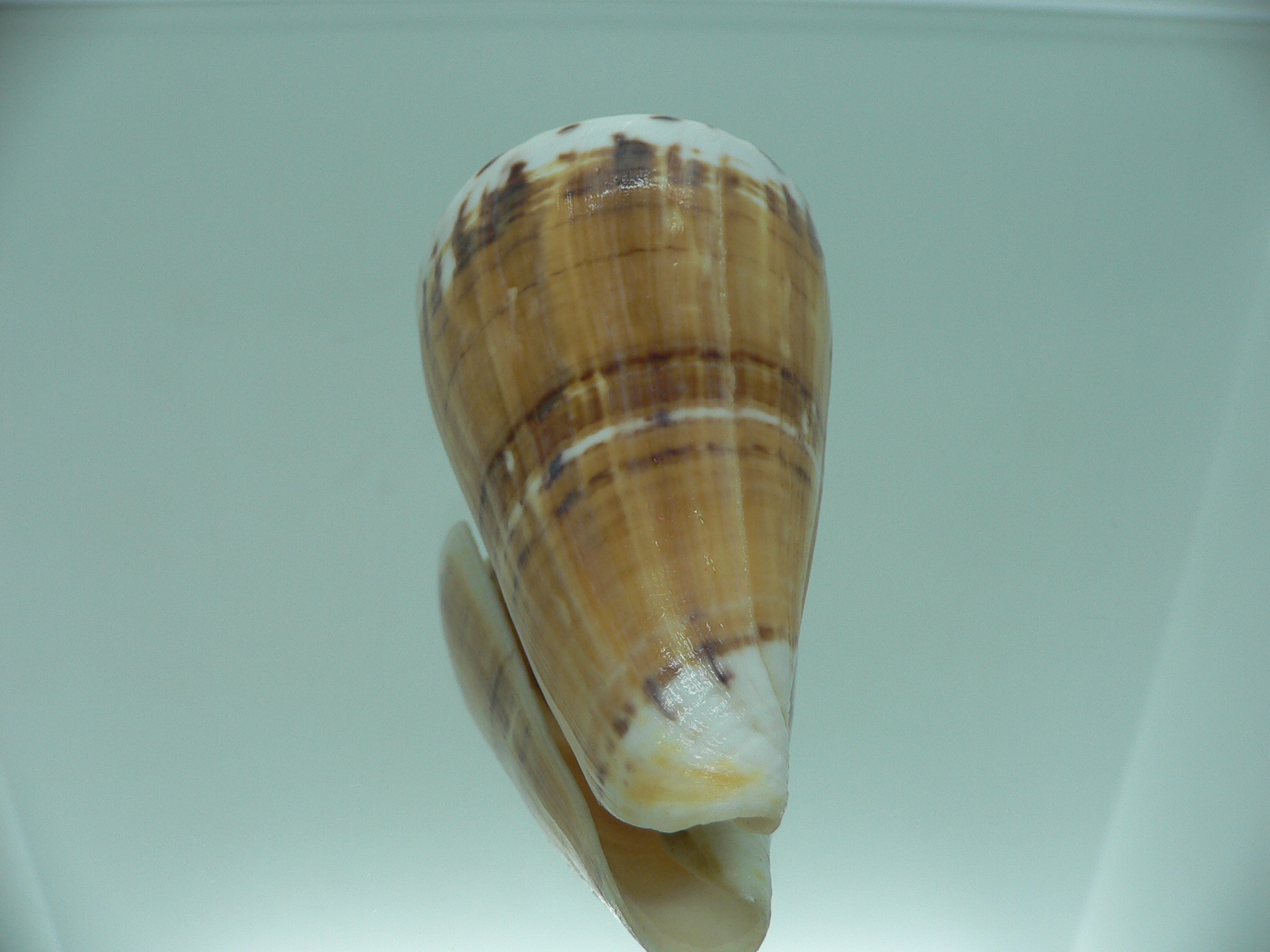 Conus malacanus GIANT