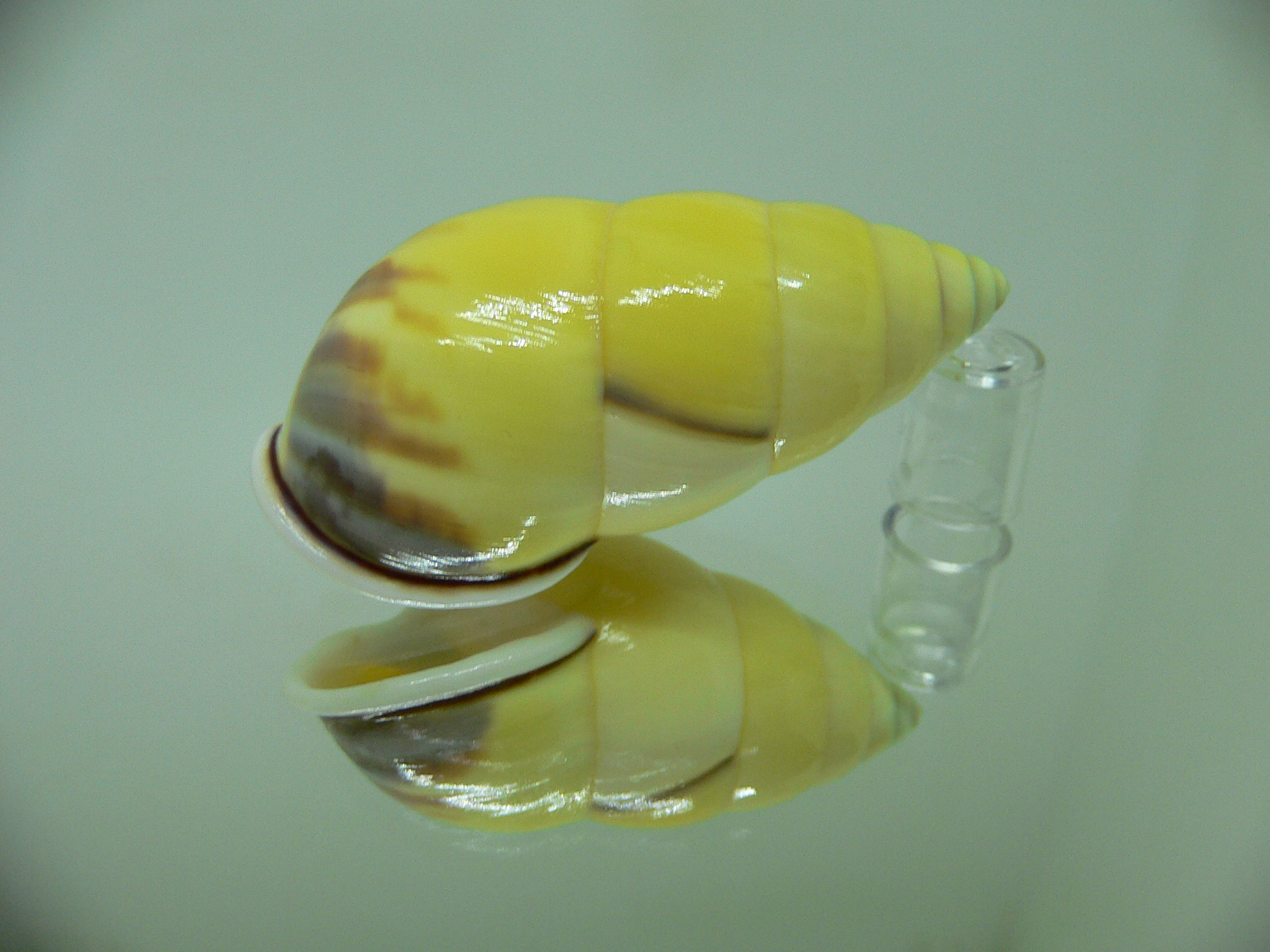 Amphidromus perversus rufocinctus ELONGATE & COLOR