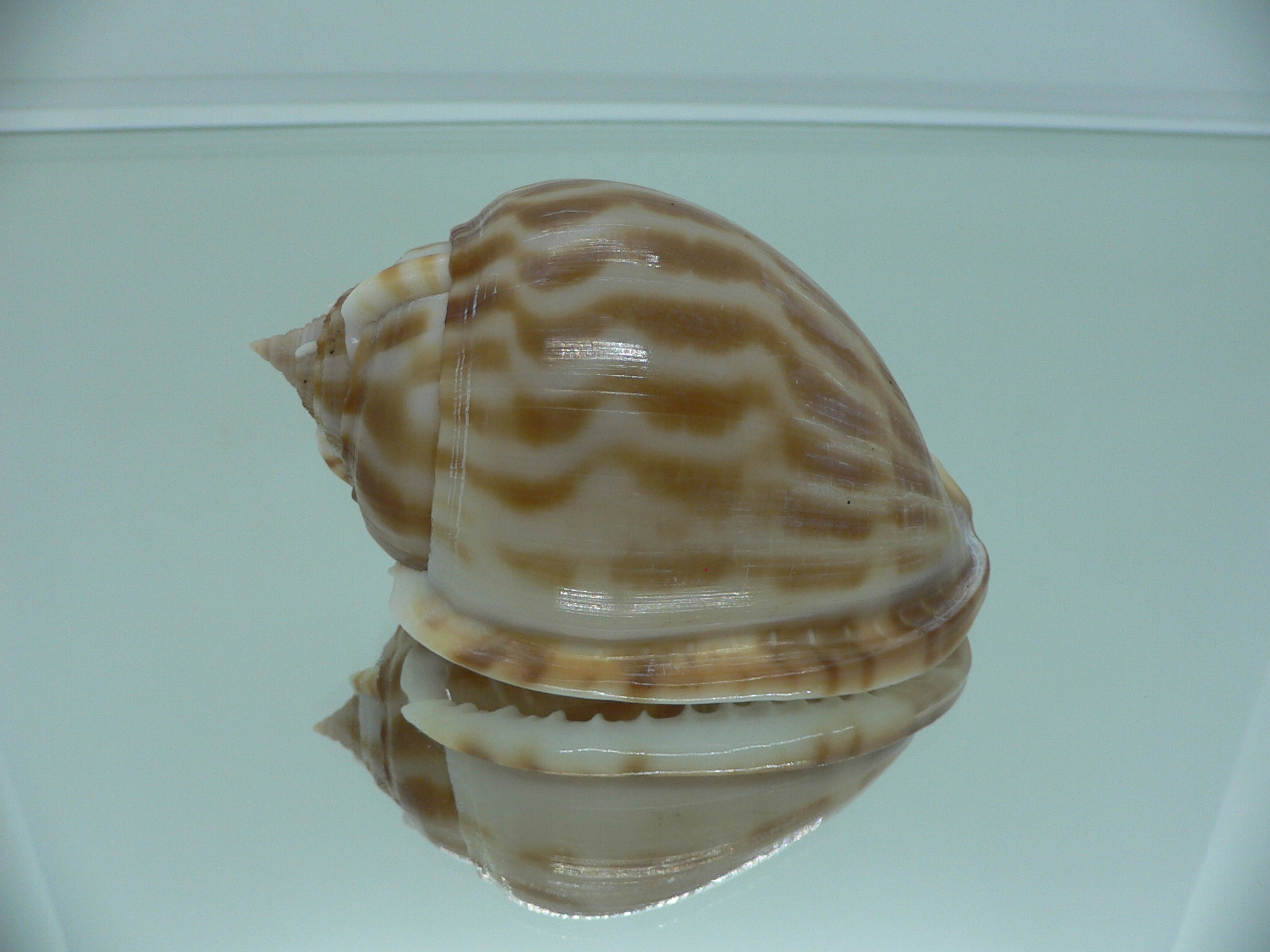 Phalium muangmani BIG & WIDE