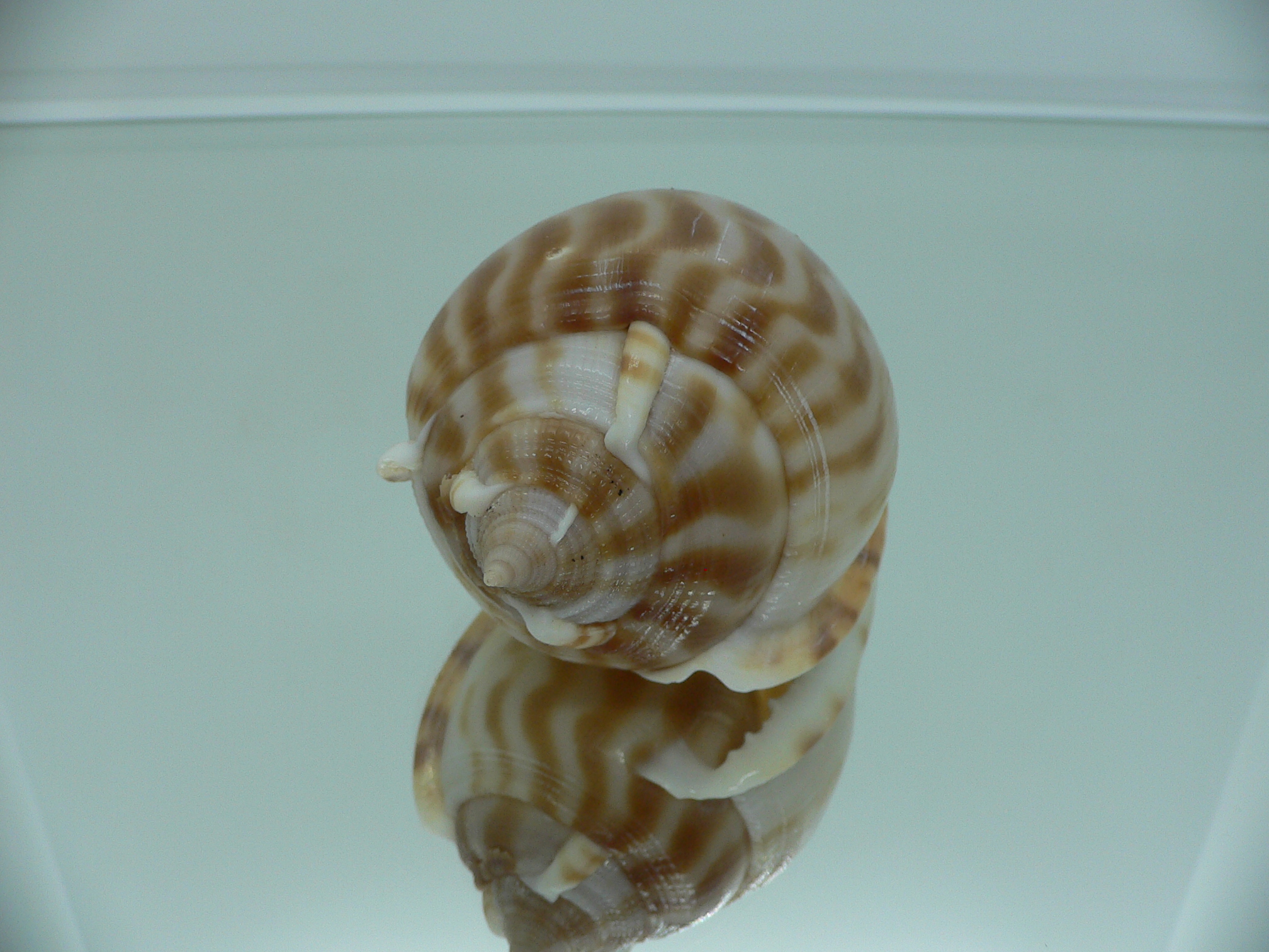 Phalium muangmani BIG & WIDE