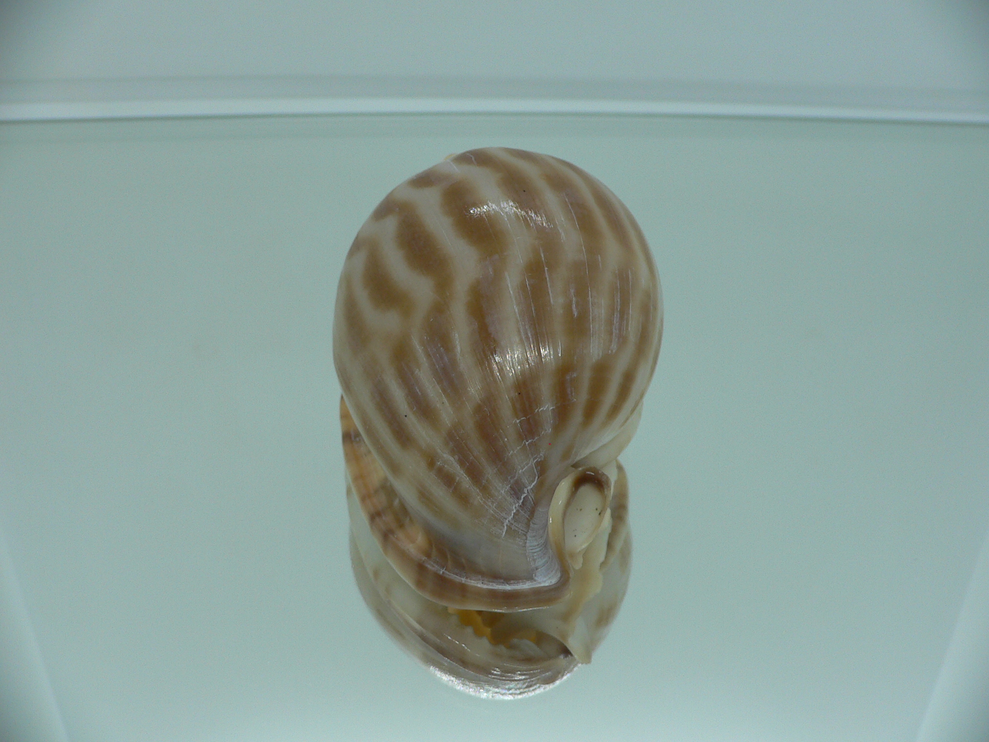 Phalium muangmani BIG & WIDE