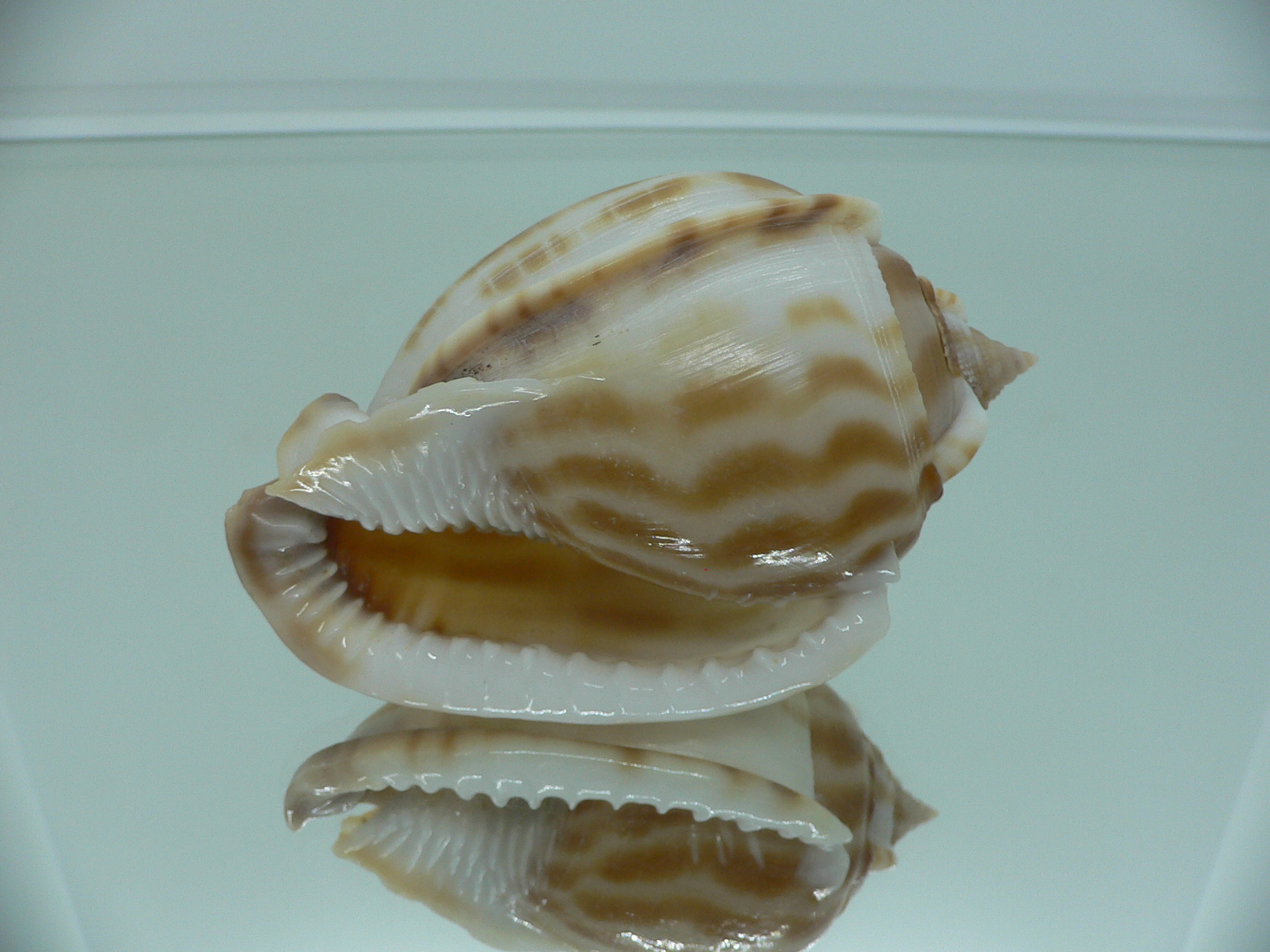 Phalium muangmani BIG & WIDE