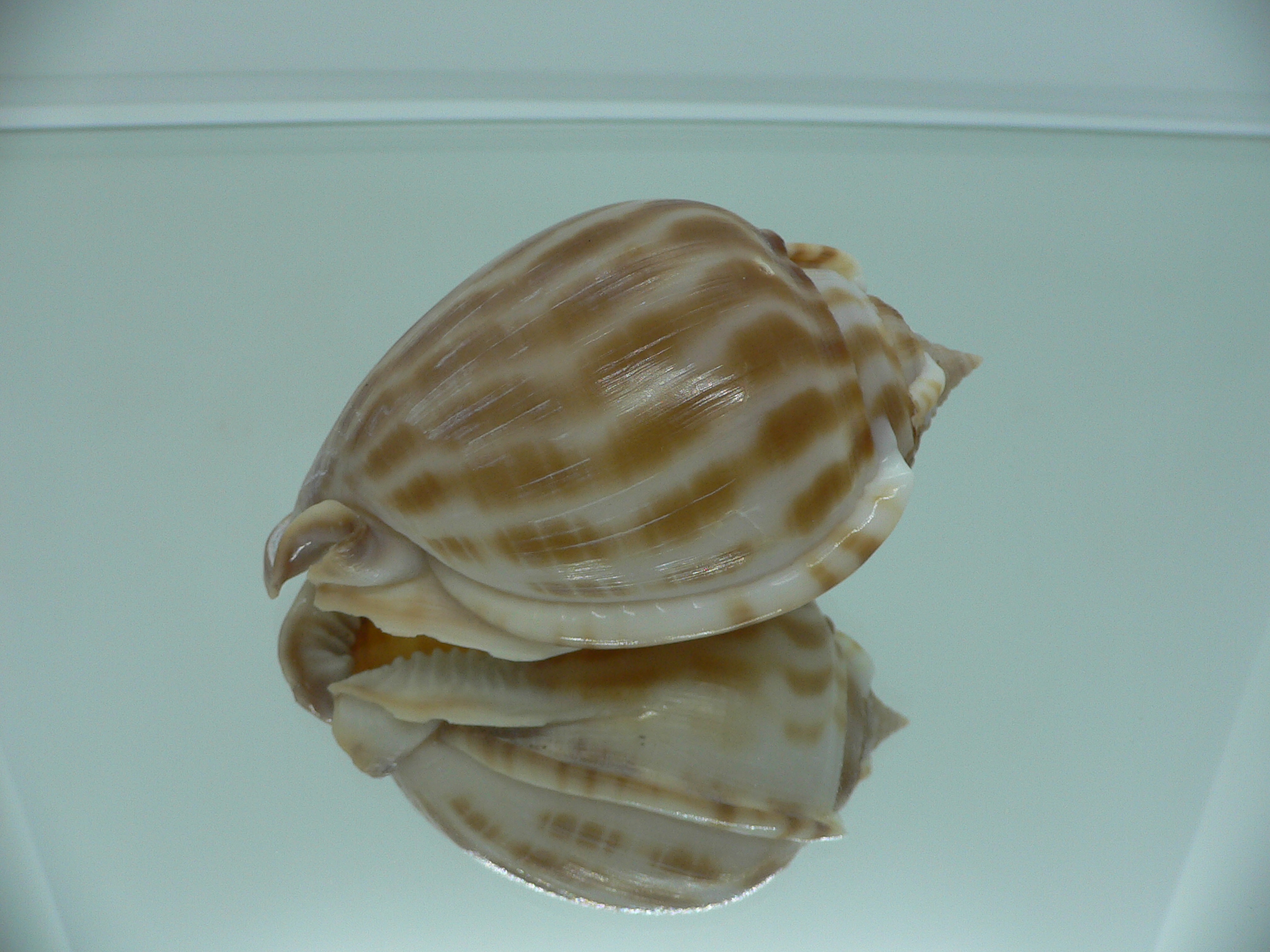 Phalium muangmani BIG & WIDE
