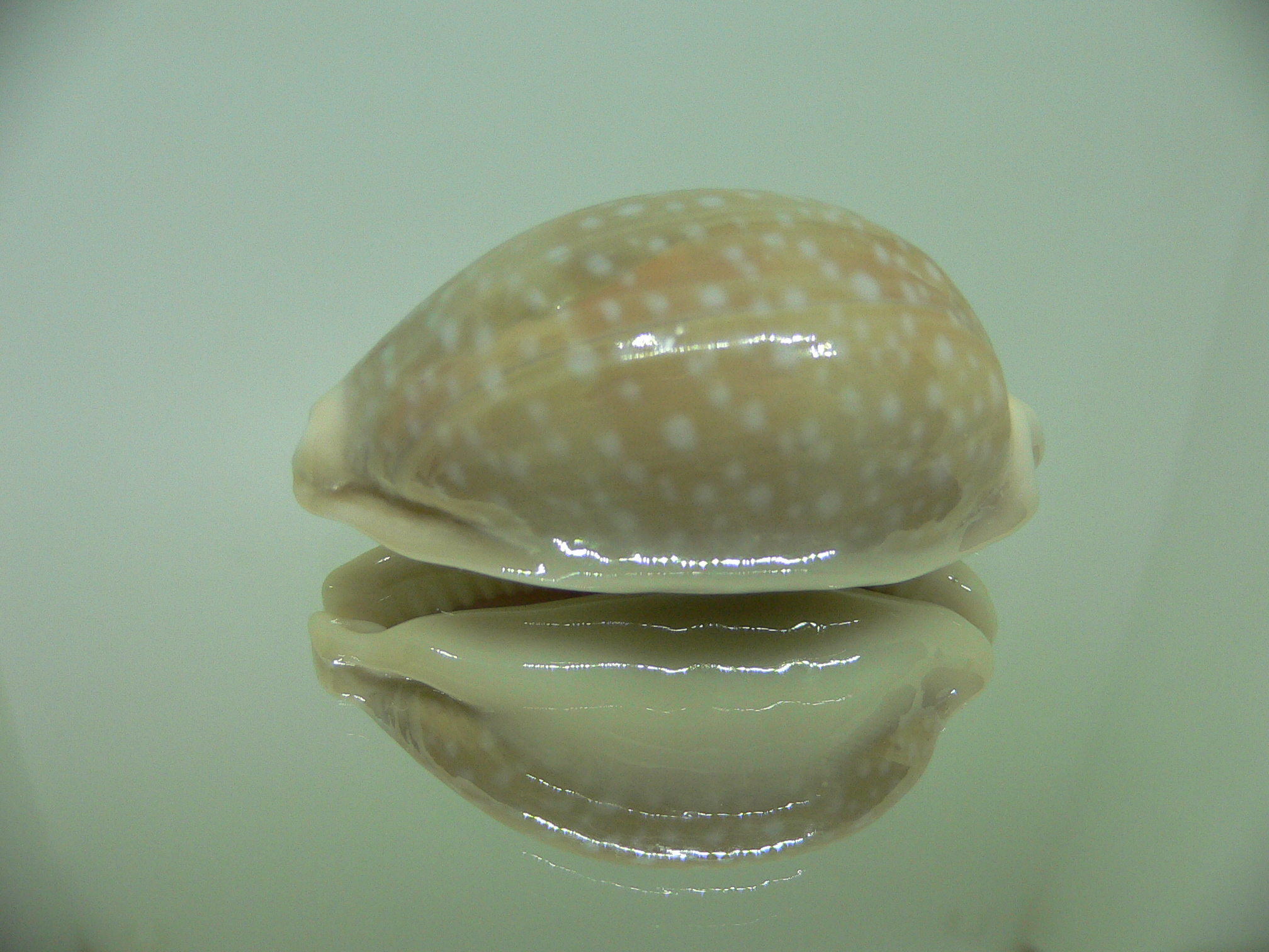 Cypraea camelopardalis ELONGATE