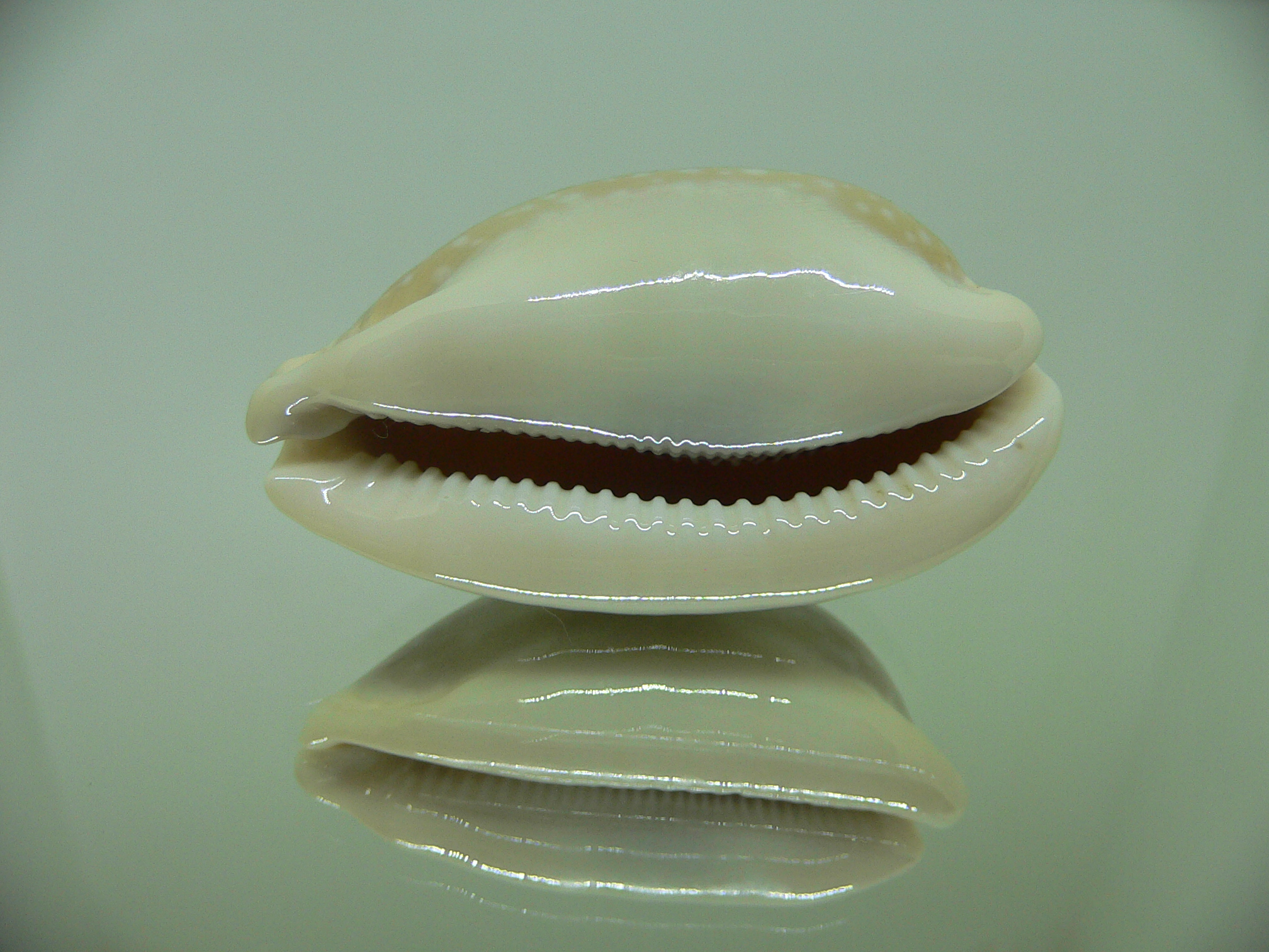 Cypraea camelopardalis ELONGATE