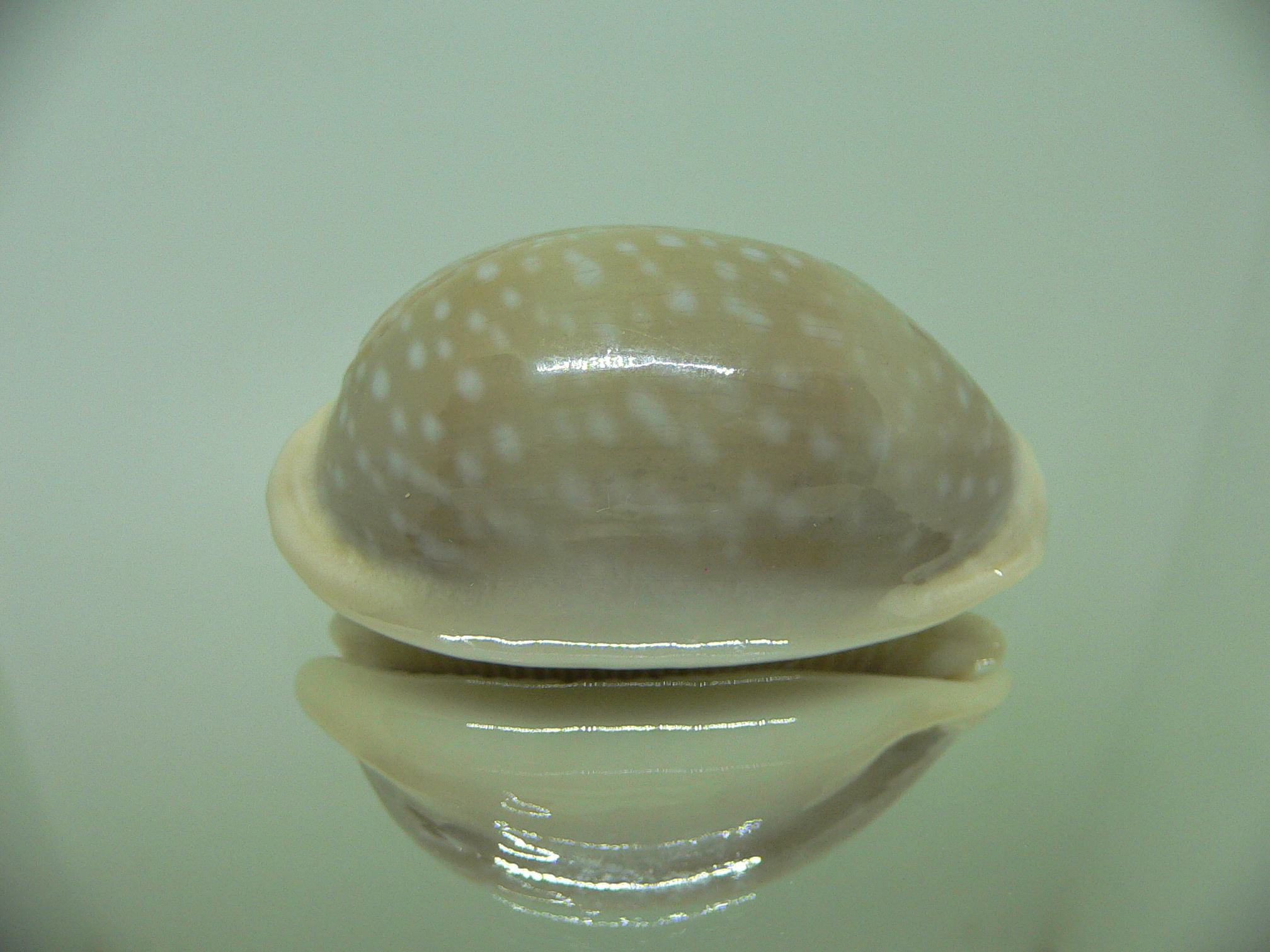 Cypraea camelopardalis ELONGATE