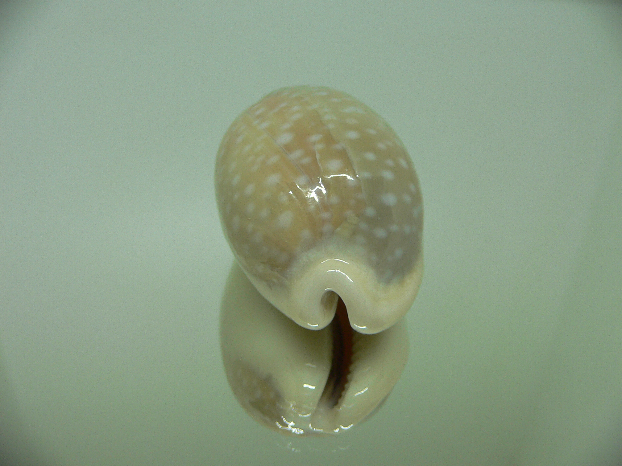 Cypraea camelopardalis ELONGATE