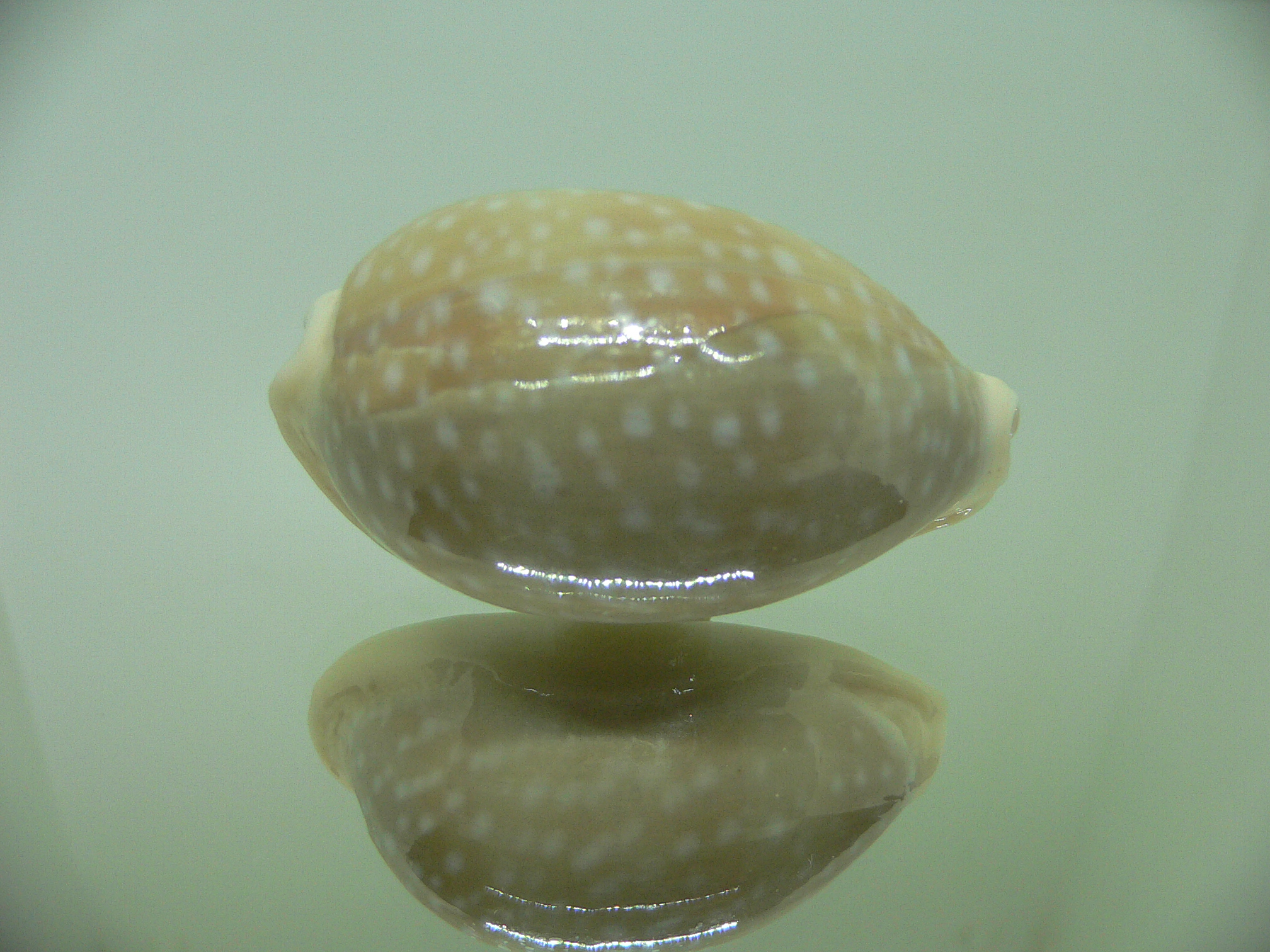 Cypraea camelopardalis ELONGATE