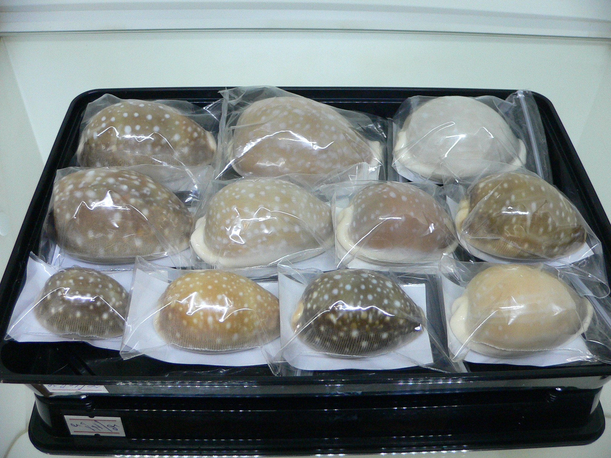 Cypraea camelopardalis COLOR