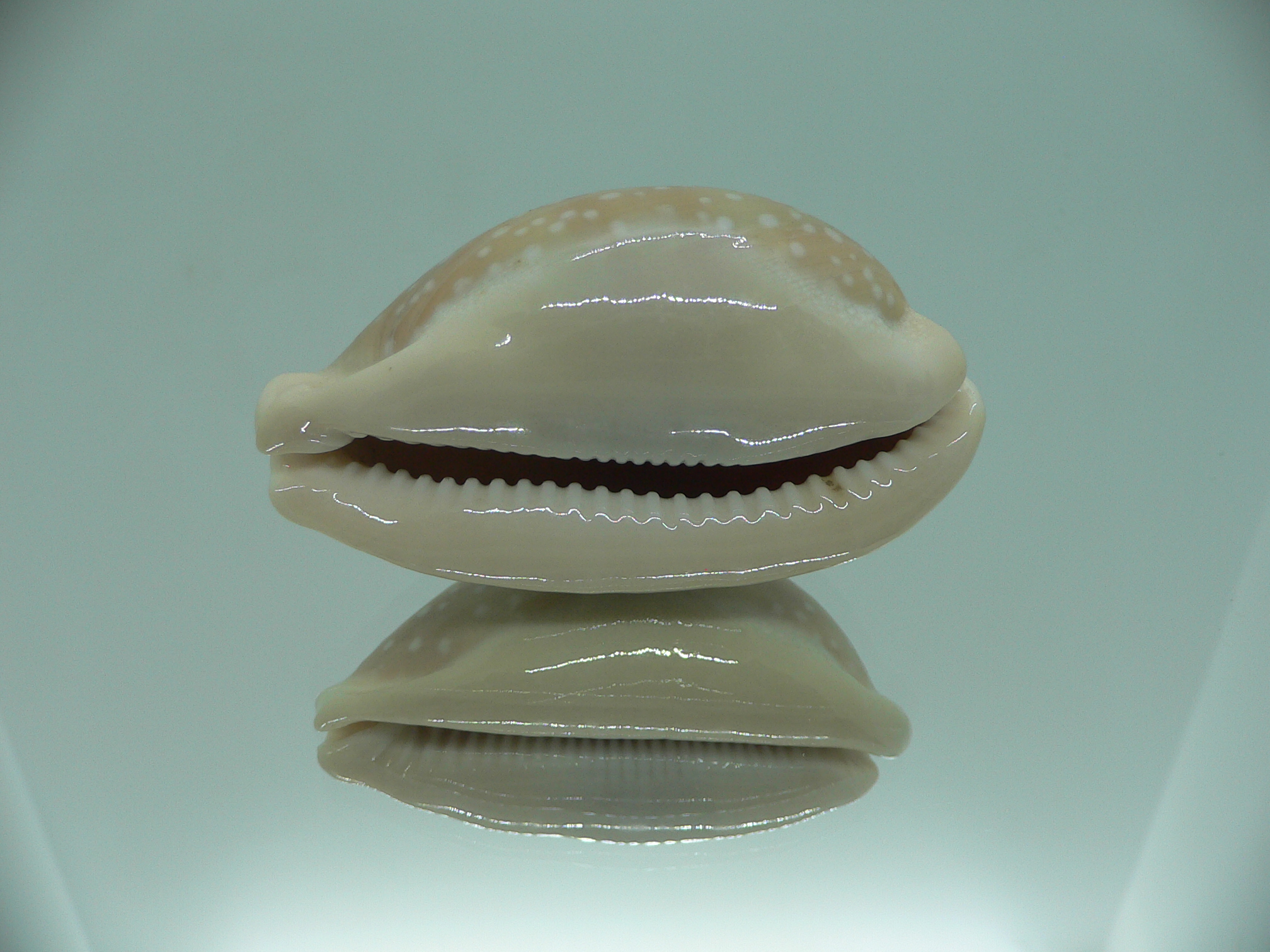 Cypraea camelopardalis COLOR