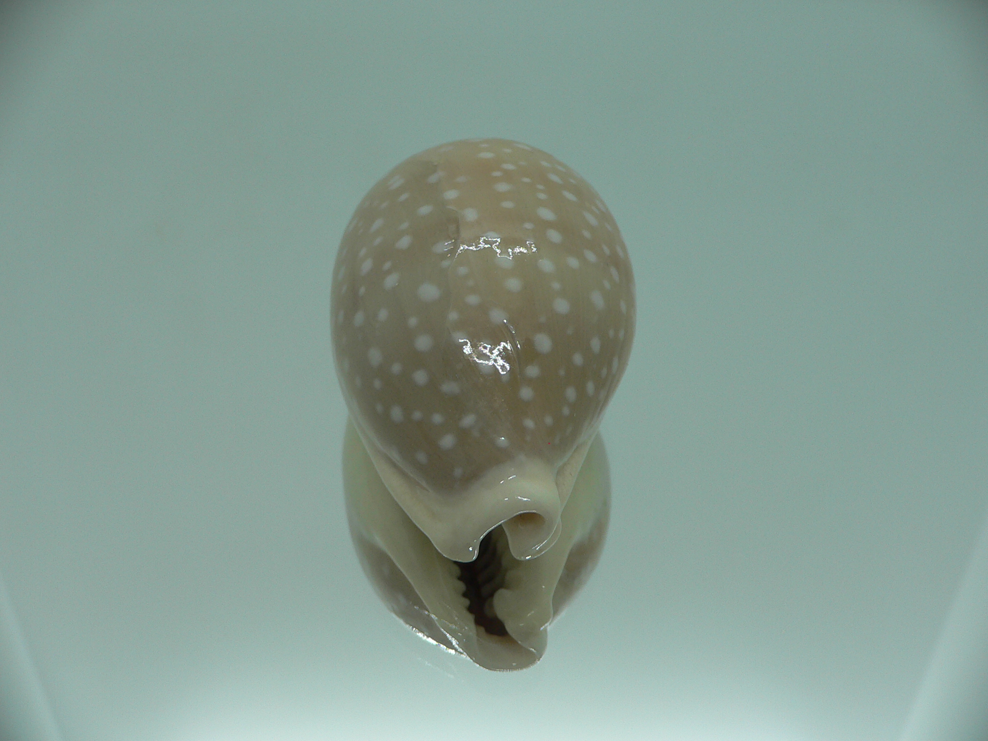 Cypraea camelopardalis COLOR