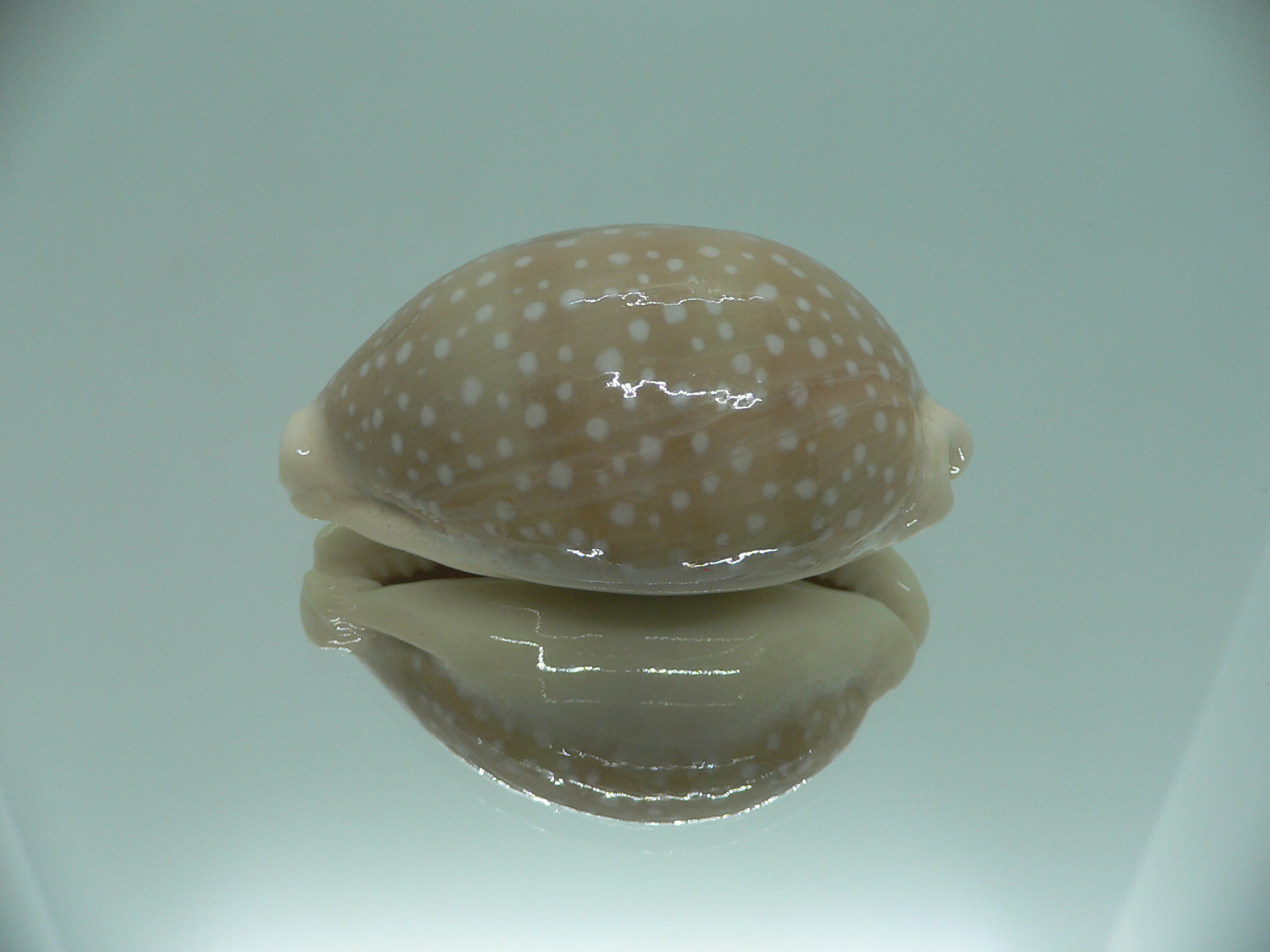 Cypraea camelopardalis COLOR