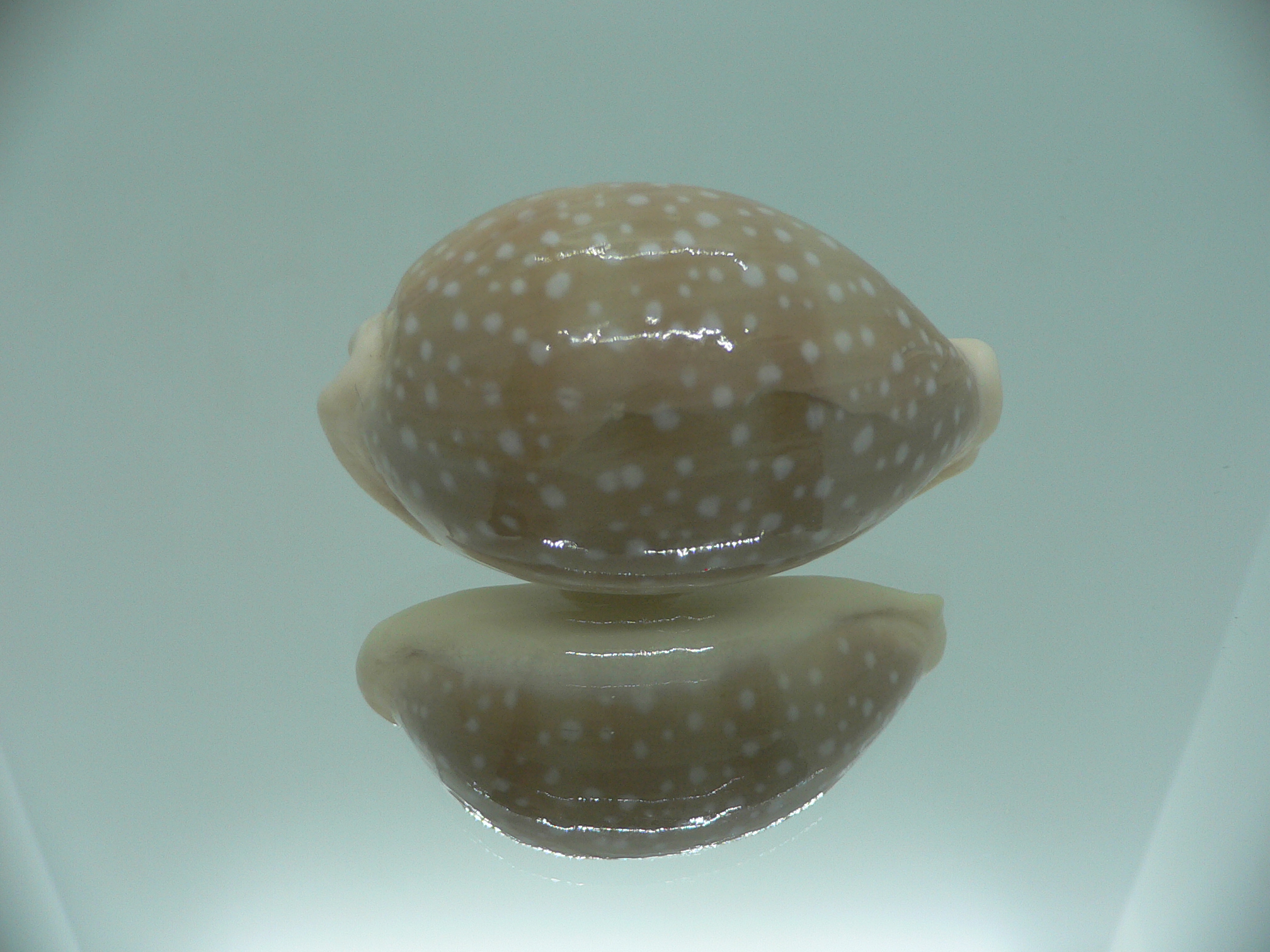 Cypraea camelopardalis COLOR