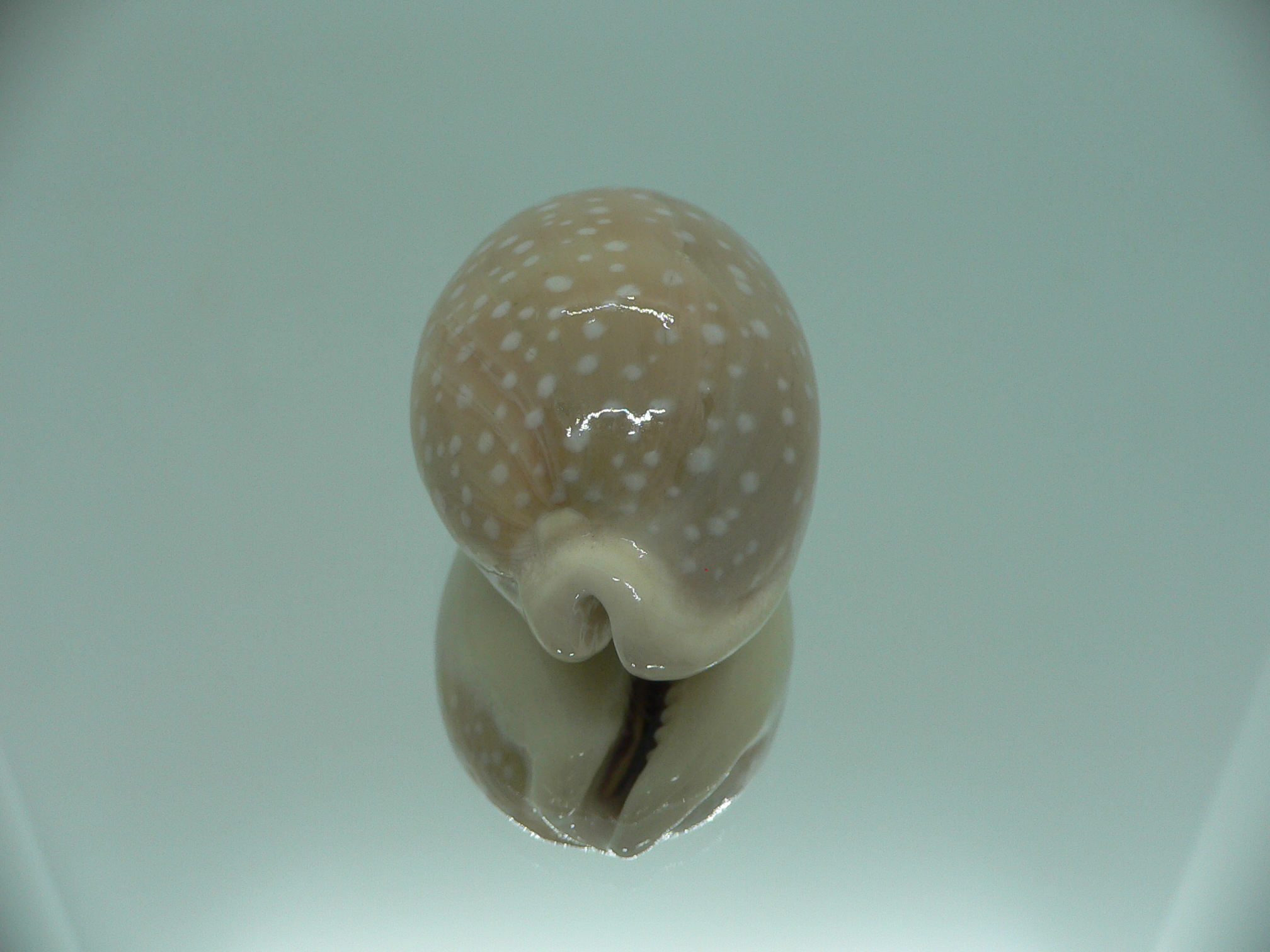 Cypraea camelopardalis COLOR