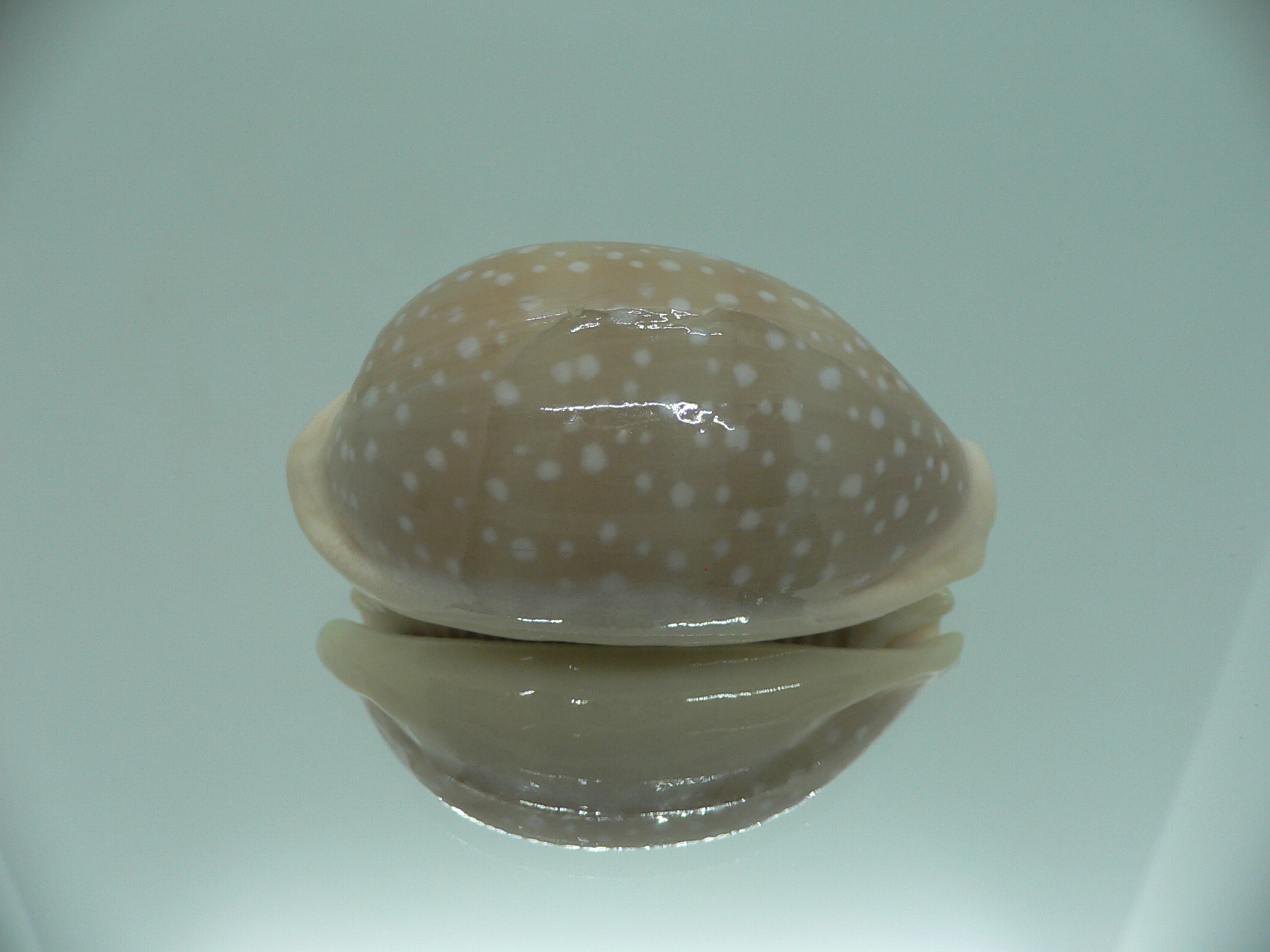 Cypraea camelopardalis COLOR
