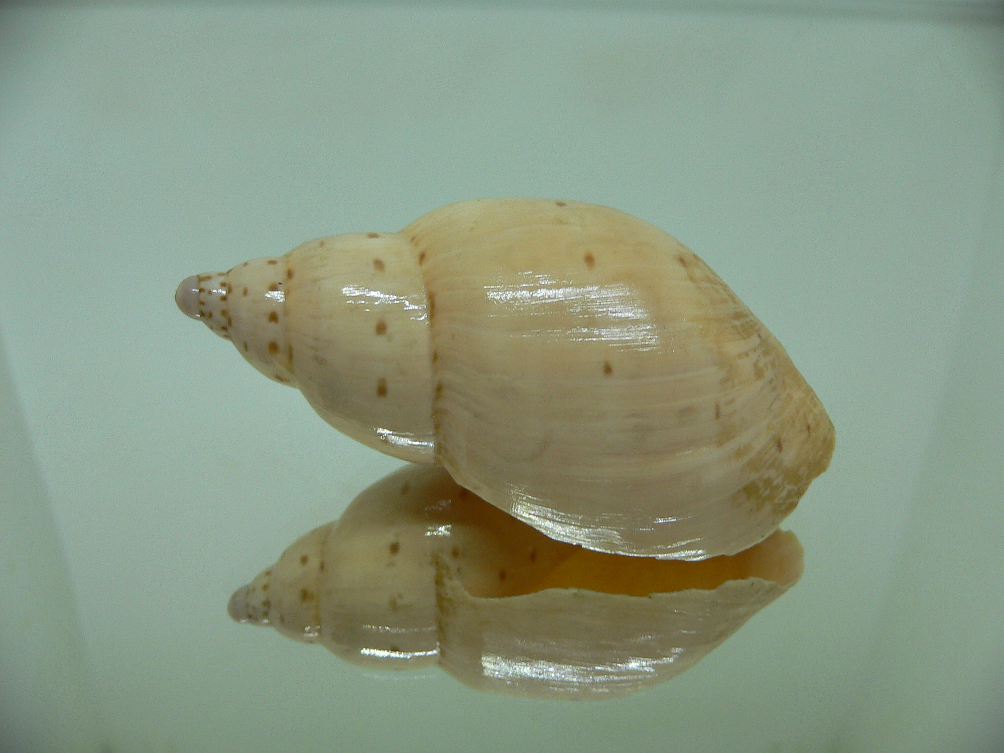 Ampulla priamus