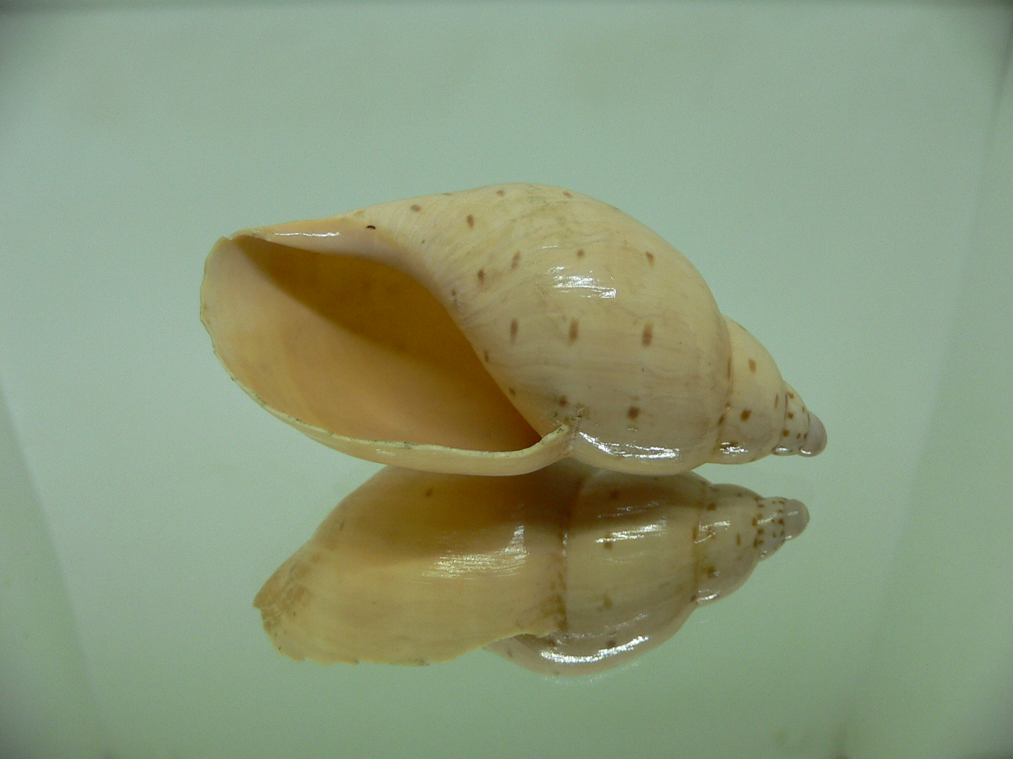 Ampulla priamus