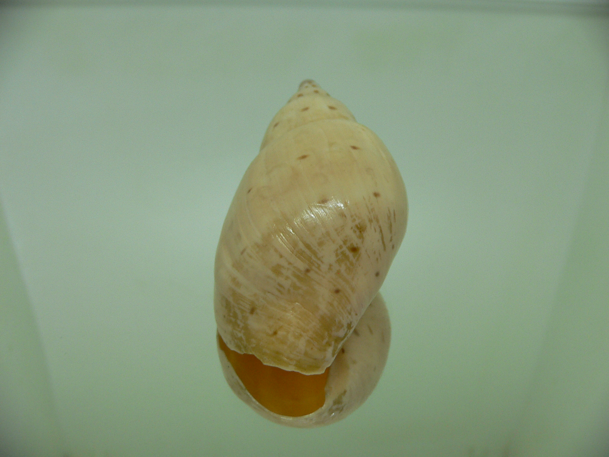 Ampulla priamus