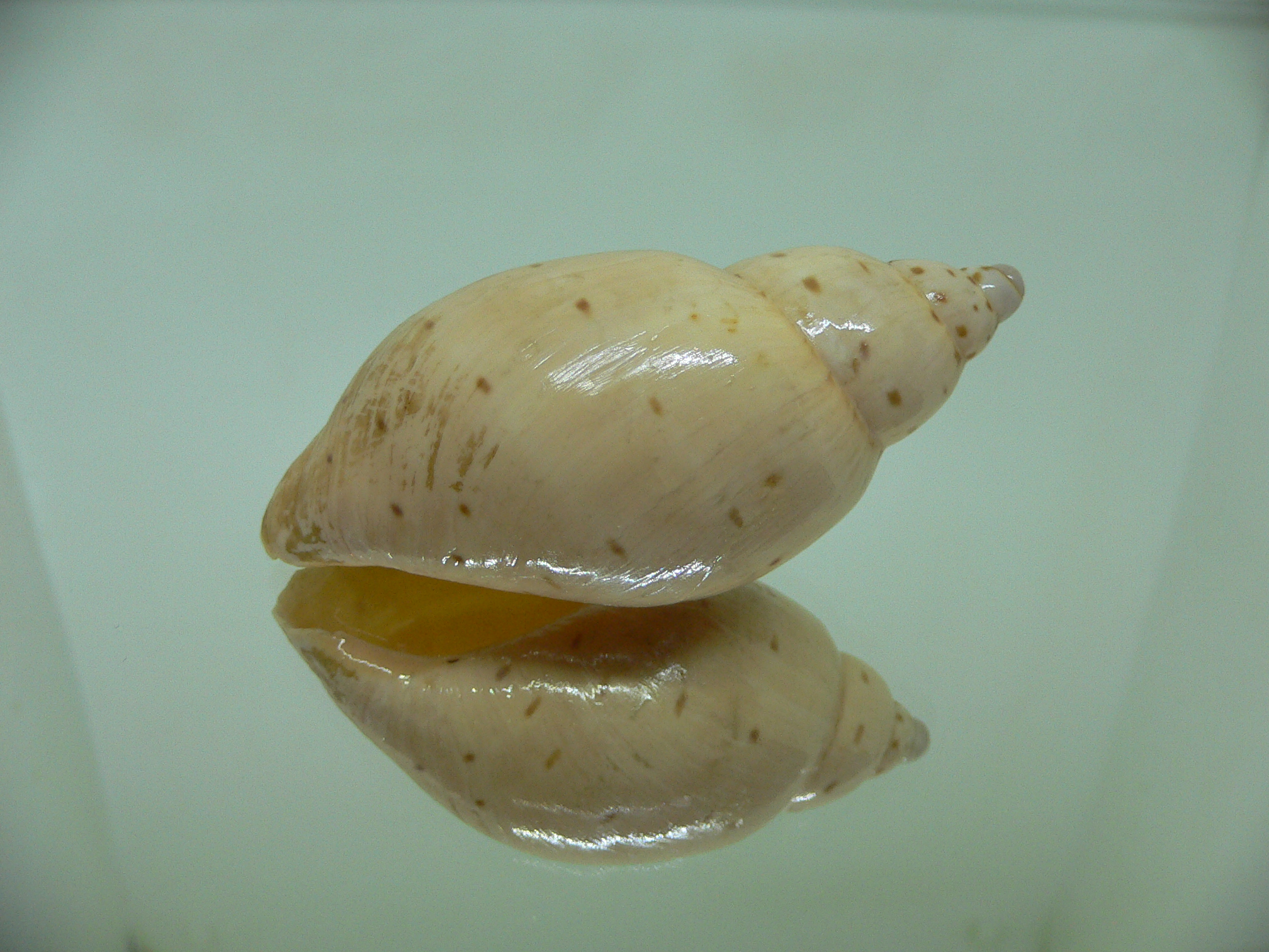 Ampulla priamus