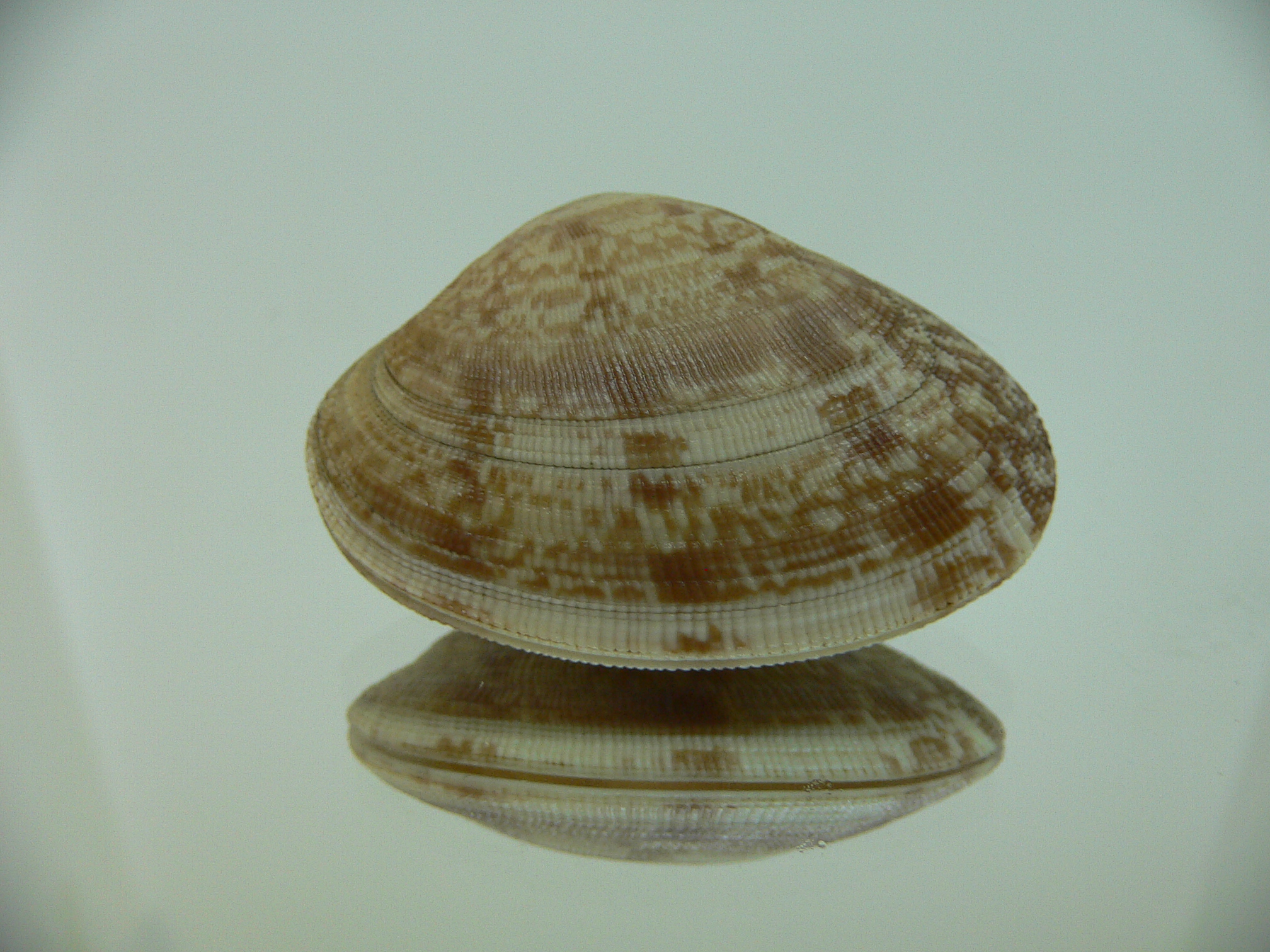 Venerupis aspera BEIGE & IDEAL