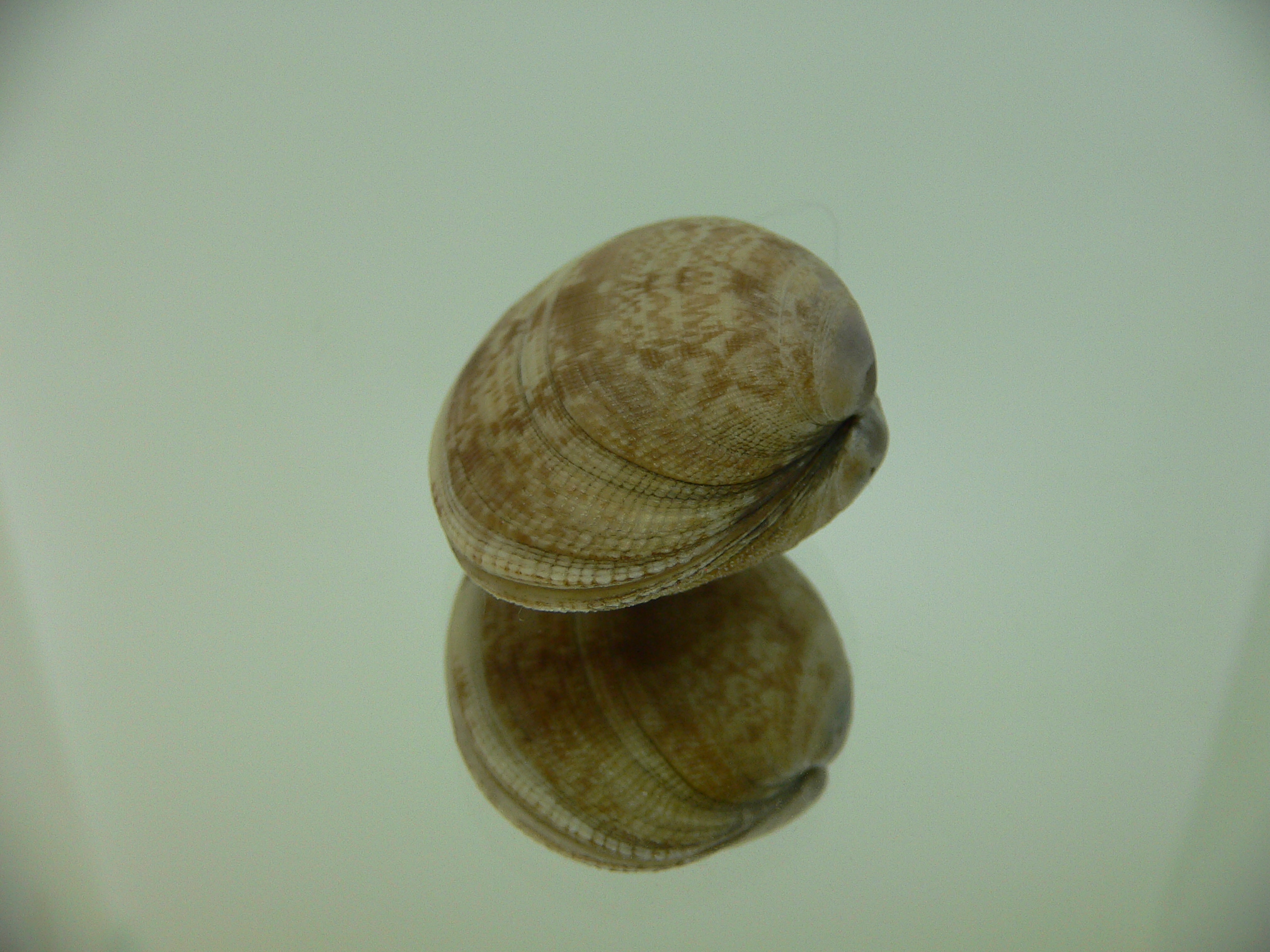 Venerupis aspera BEIGE & IDEAL