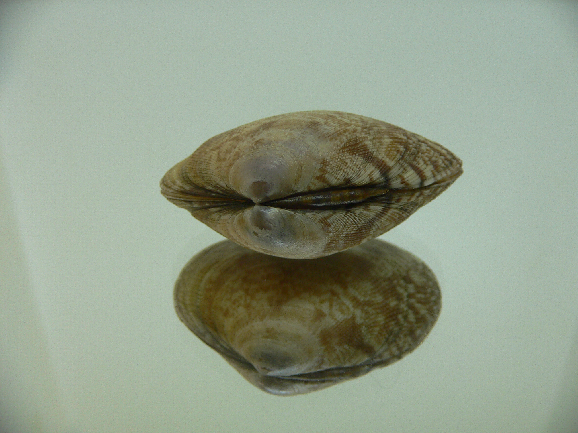 Venerupis aspera BEIGE & IDEAL