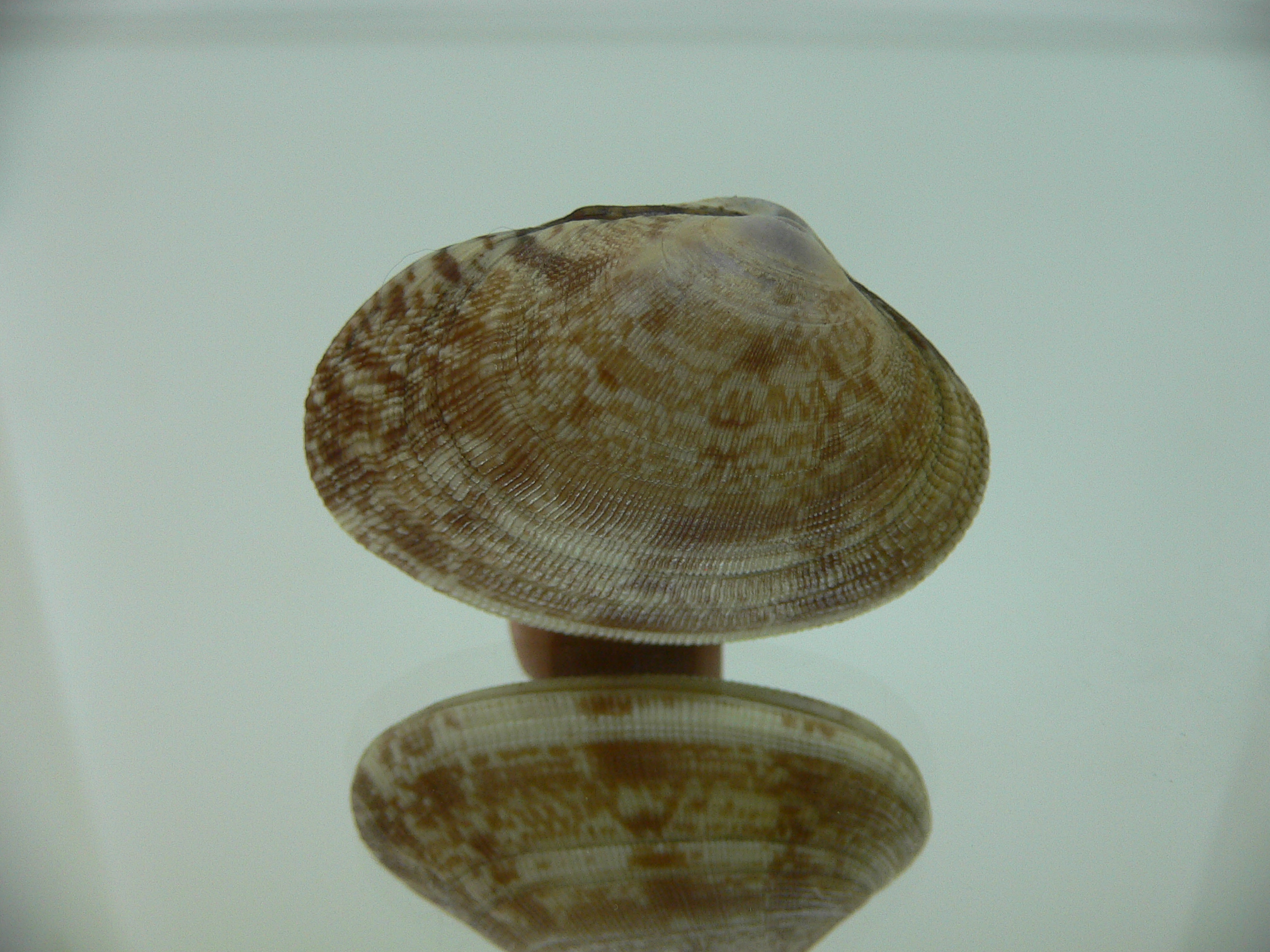 Venerupis aspera BEIGE & IDEAL