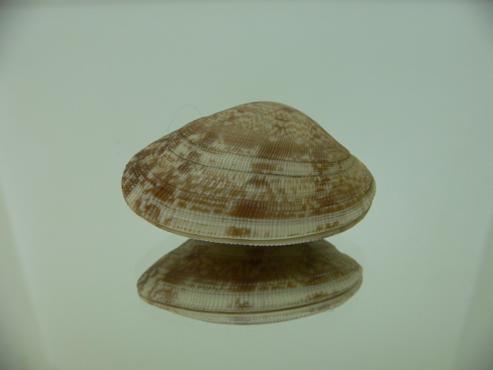 Venerupis aspera BEIGE & IDEAL