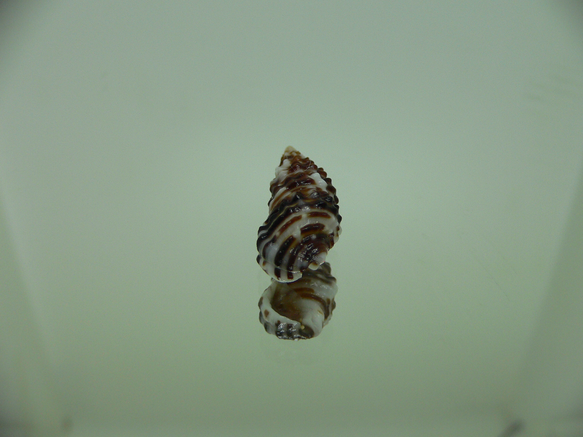 Clypeomorus cf. pellucida DARK & MOTLEY