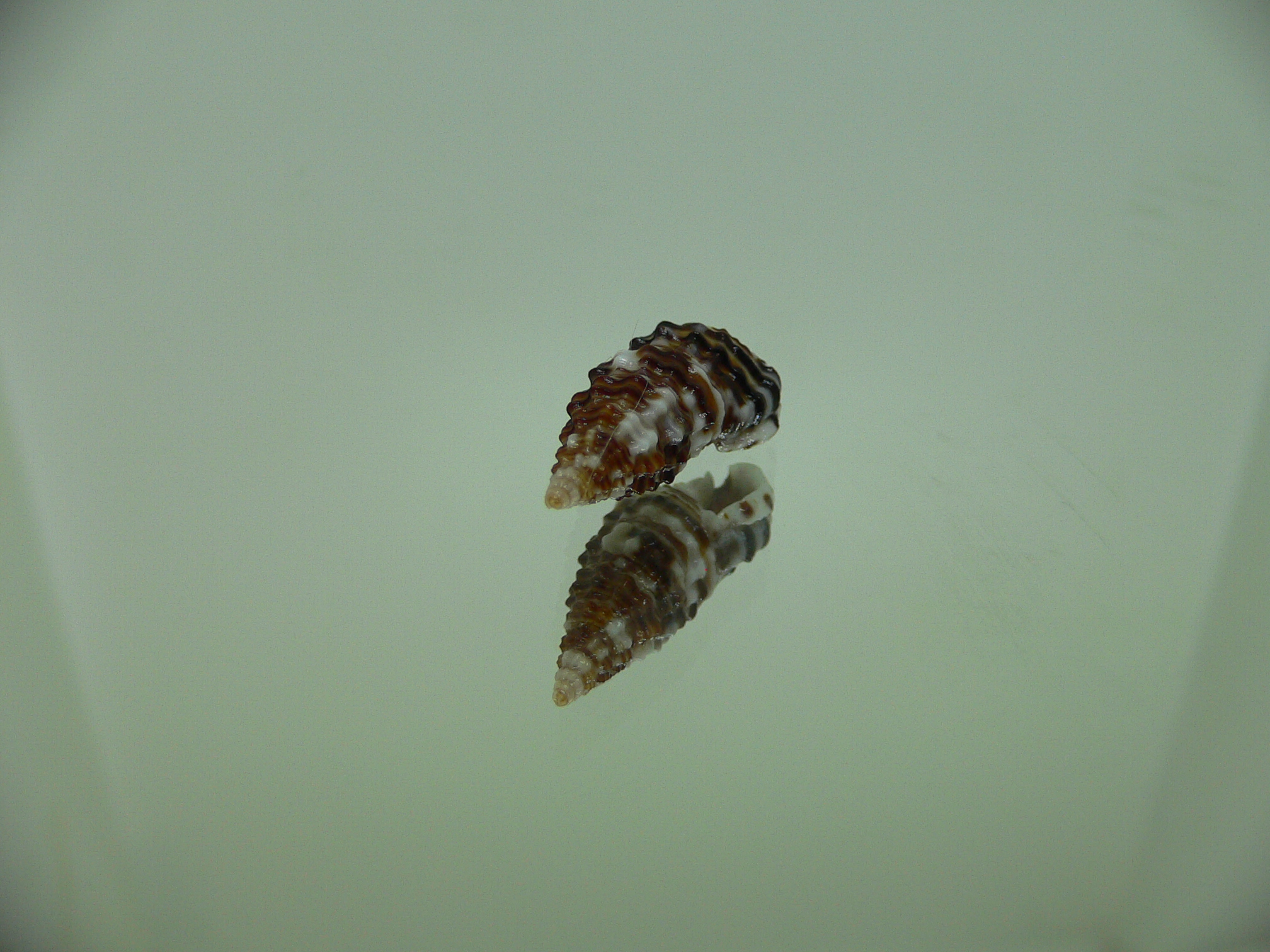 Clypeomorus cf. pellucida DARK & MOTLEY