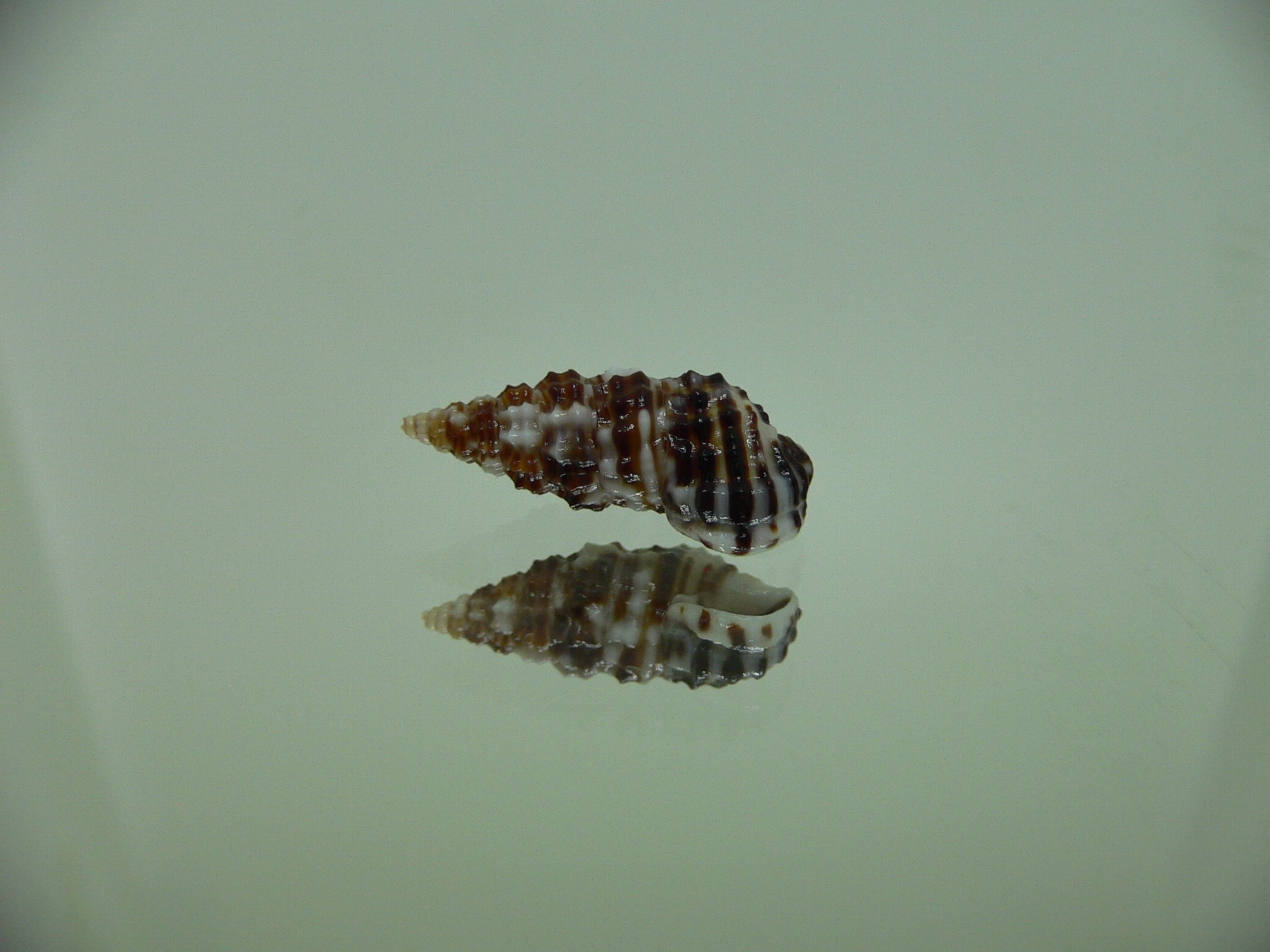 Clypeomorus cf. pellucida DARK & MOTLEY