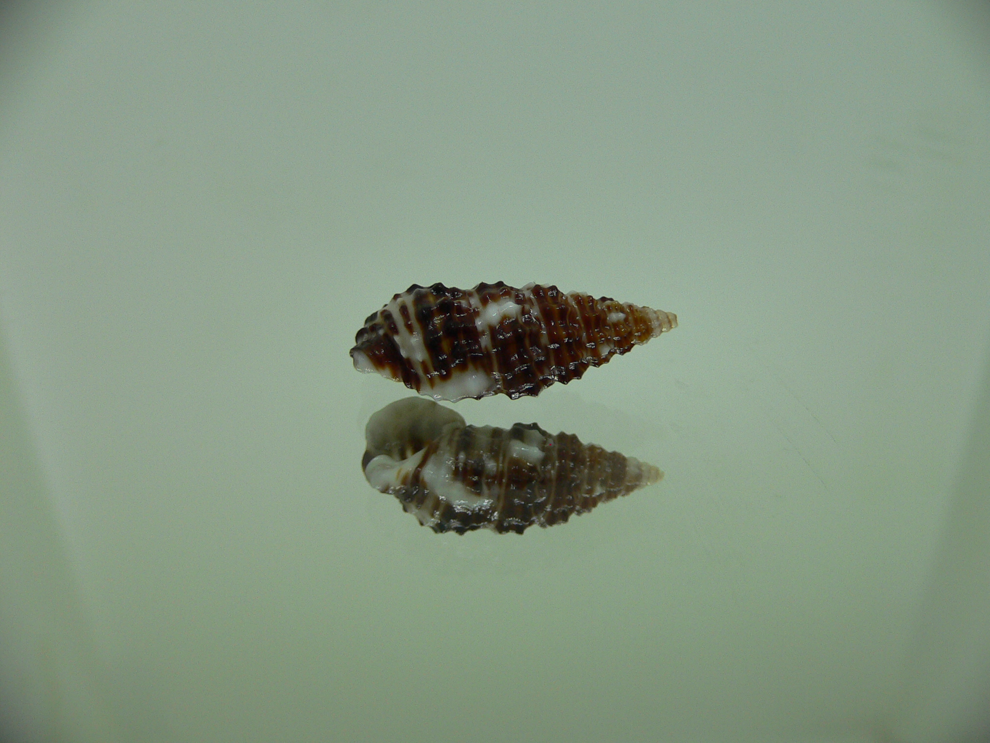 Clypeomorus cf. pellucida DARK & MOTLEY