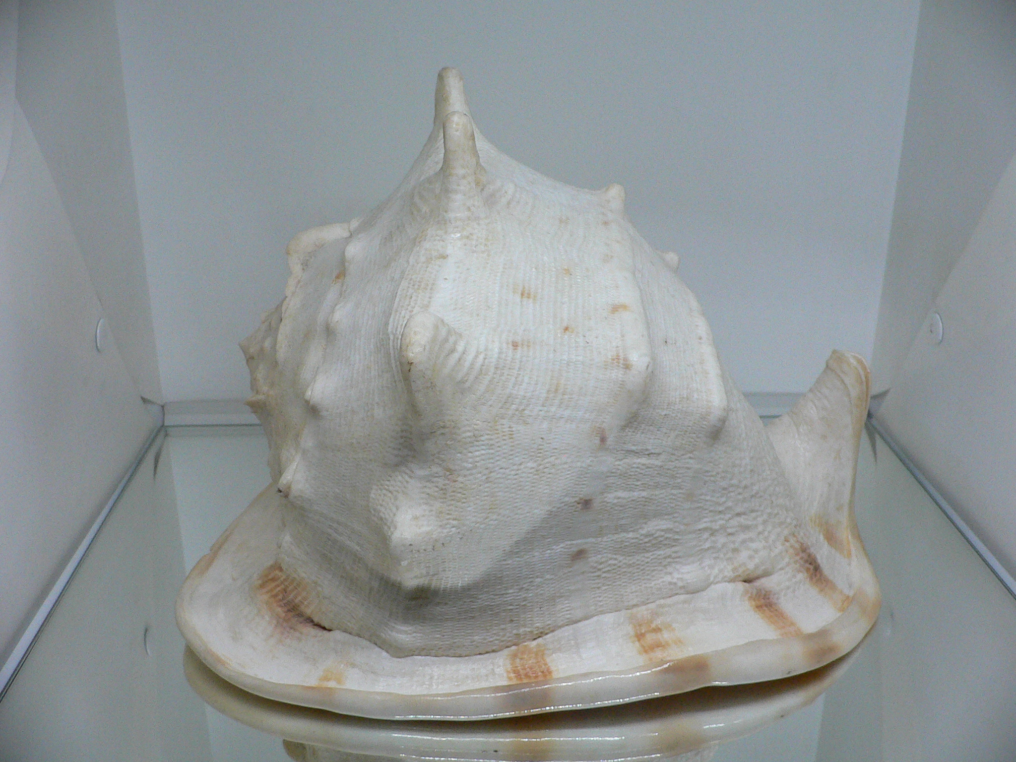 Cassis cornuta BIG MONSTER