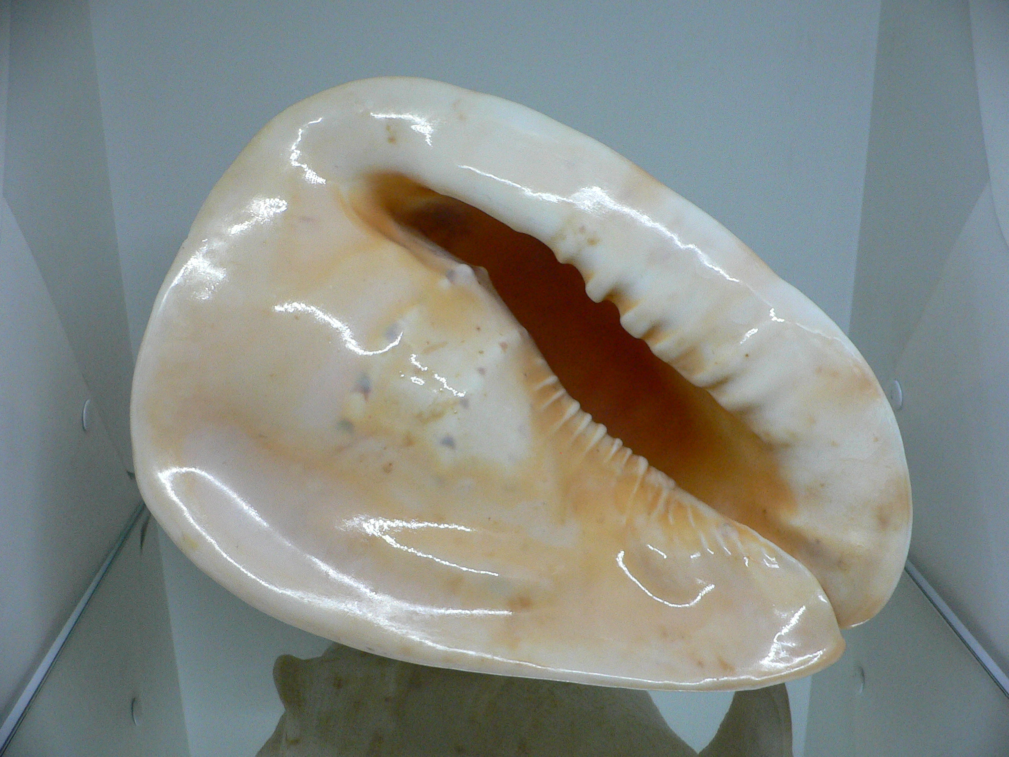 Cassis cornuta BIG MONSTER