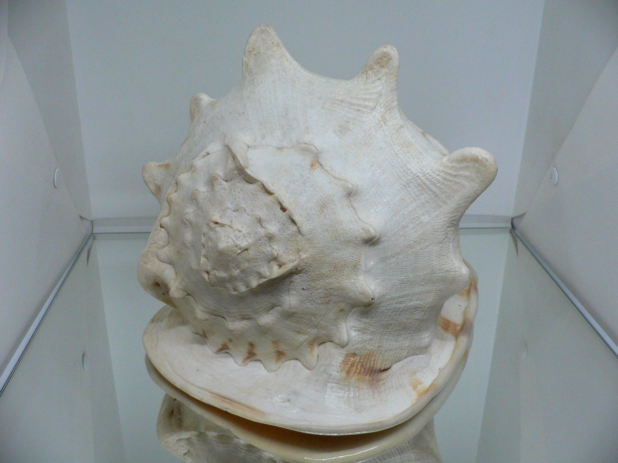 Cassis cornuta BIG MONSTER