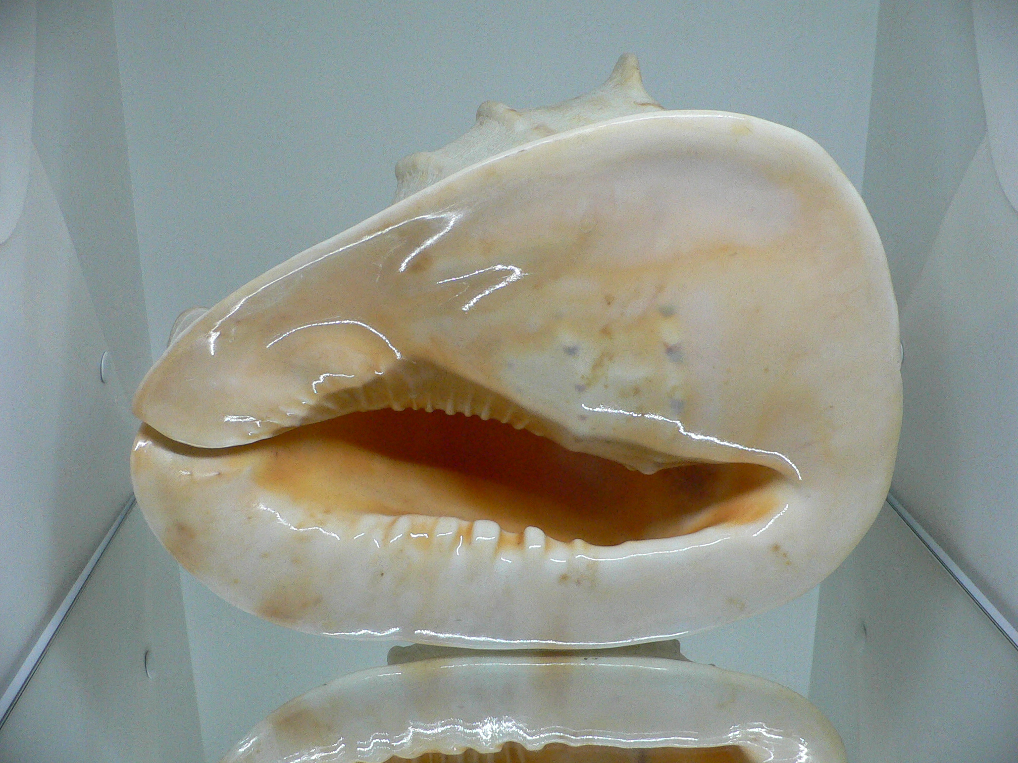 Cassis cornuta BIG MONSTER