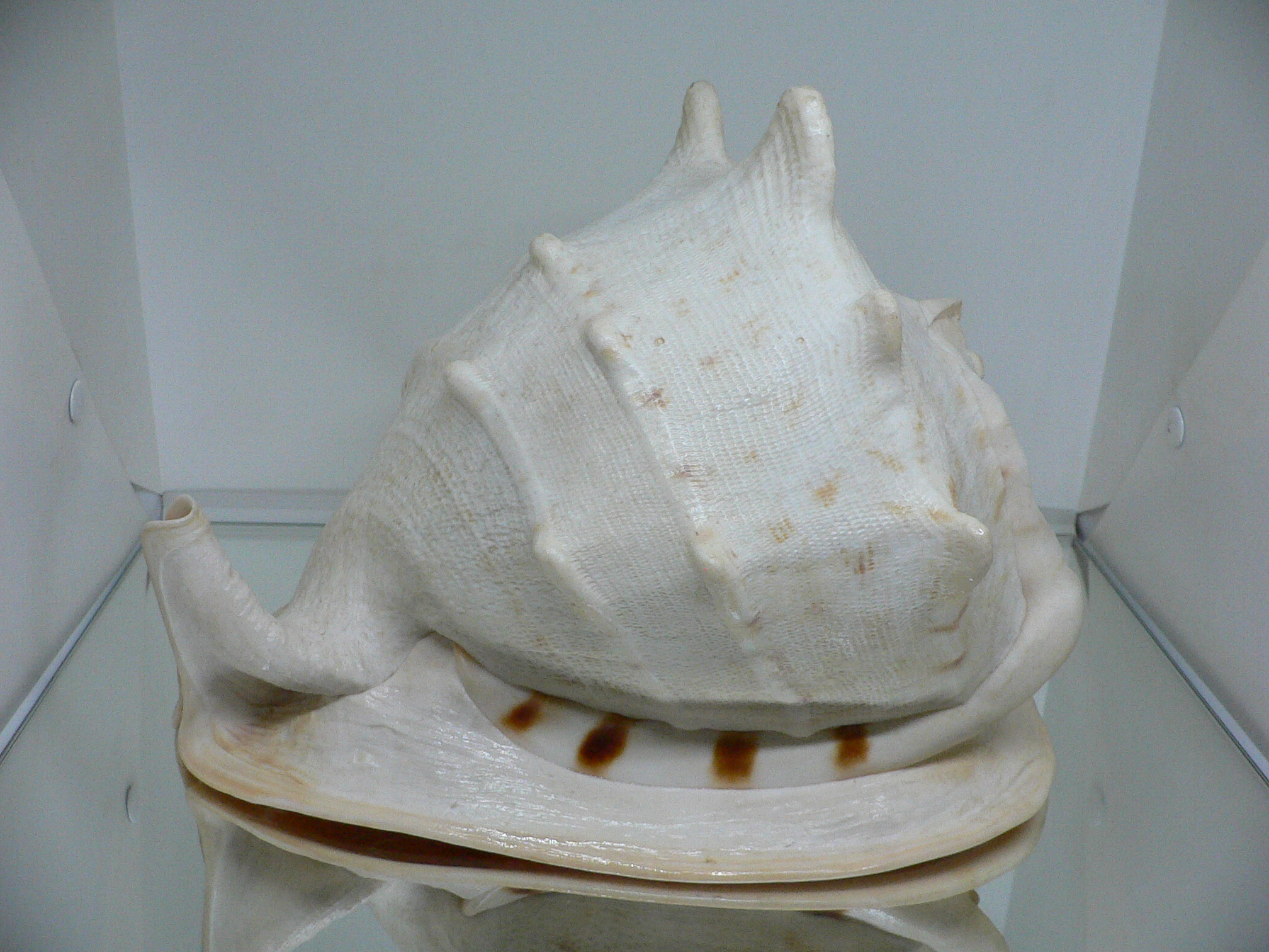 Cassis cornuta BIG MONSTER