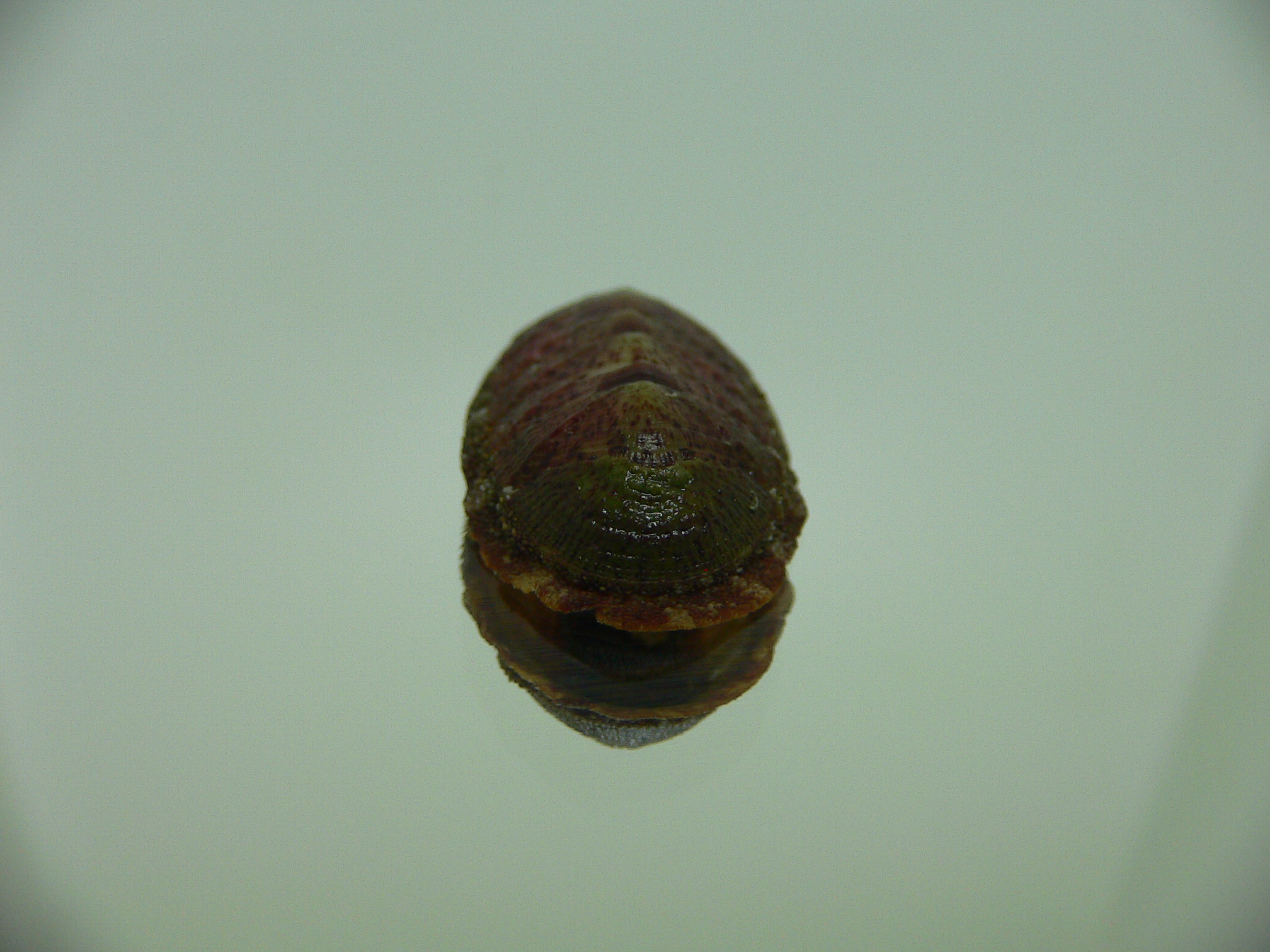 Chiton SP. 9