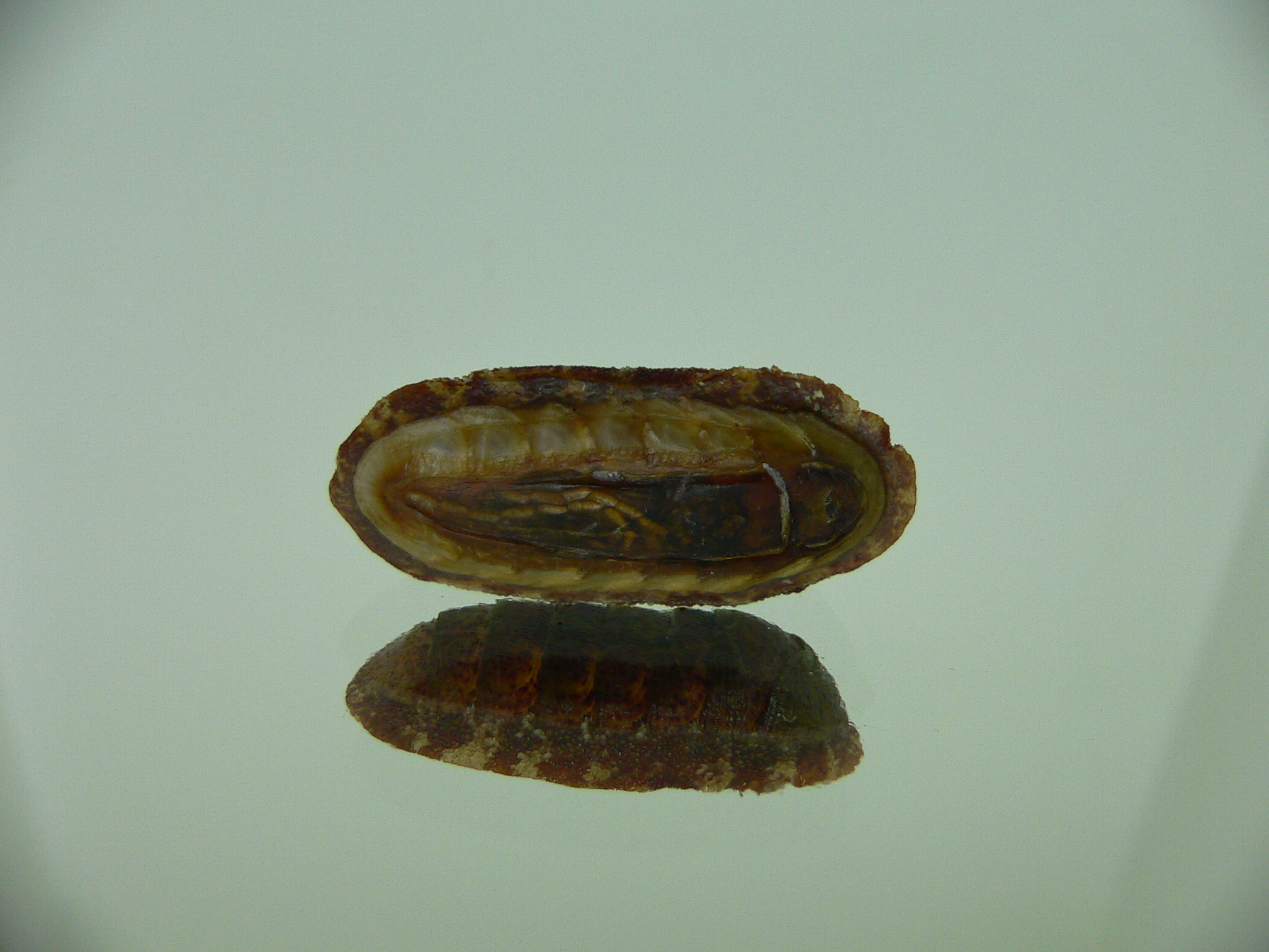 Chiton SP. 9