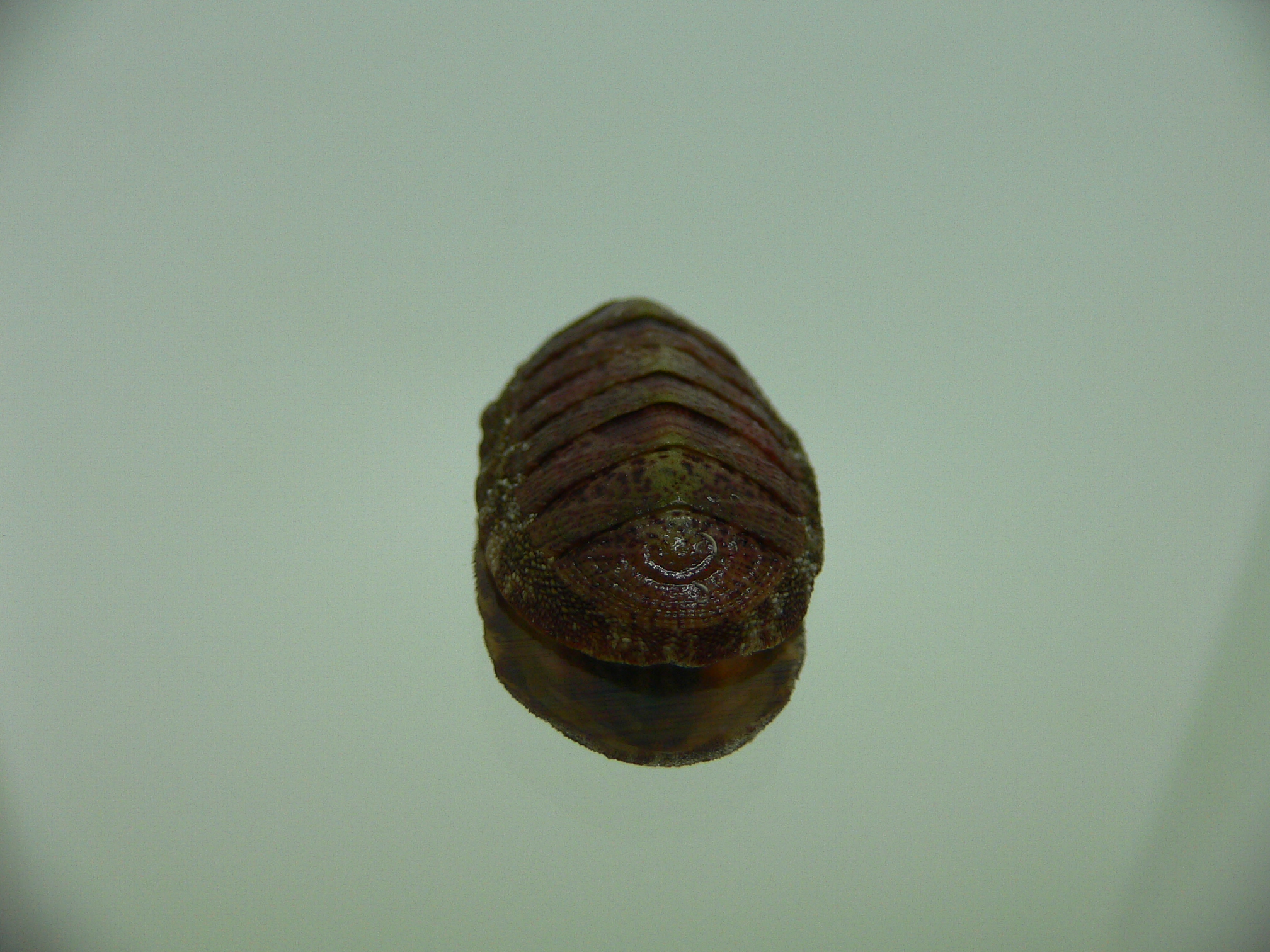 Chiton SP. 9