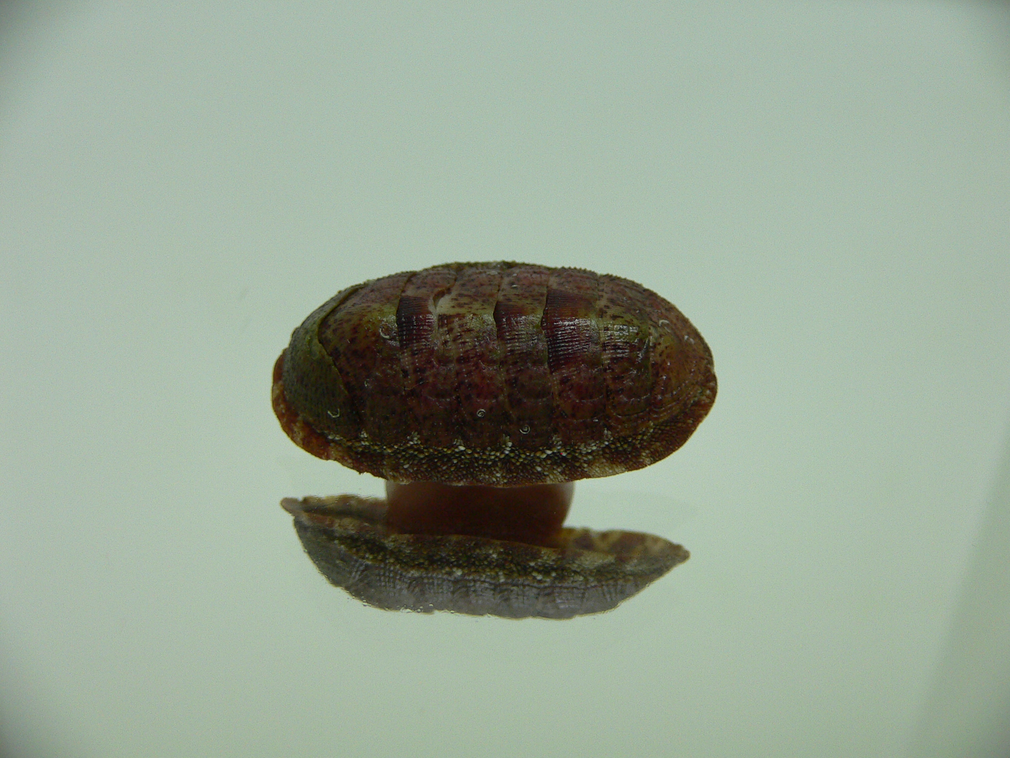 Chiton SP. 9