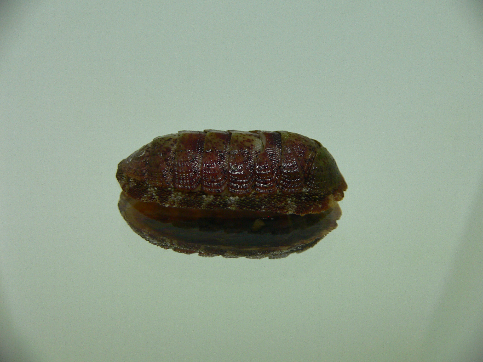 Chiton SP. 9