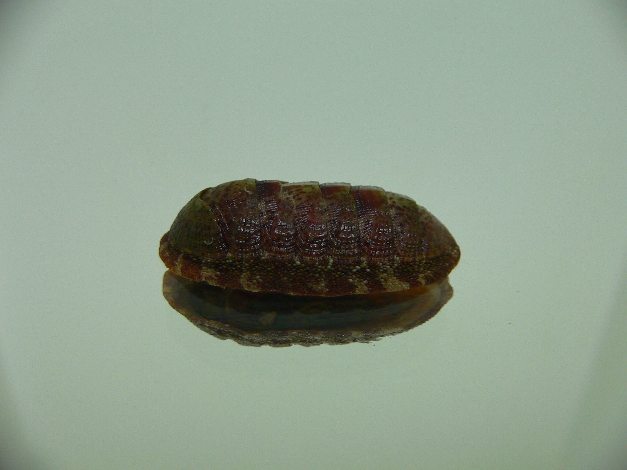 Chiton SP. 9